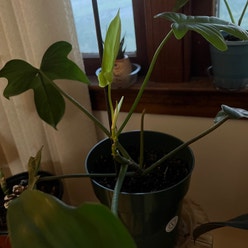 Philodendron 'Florida' plant