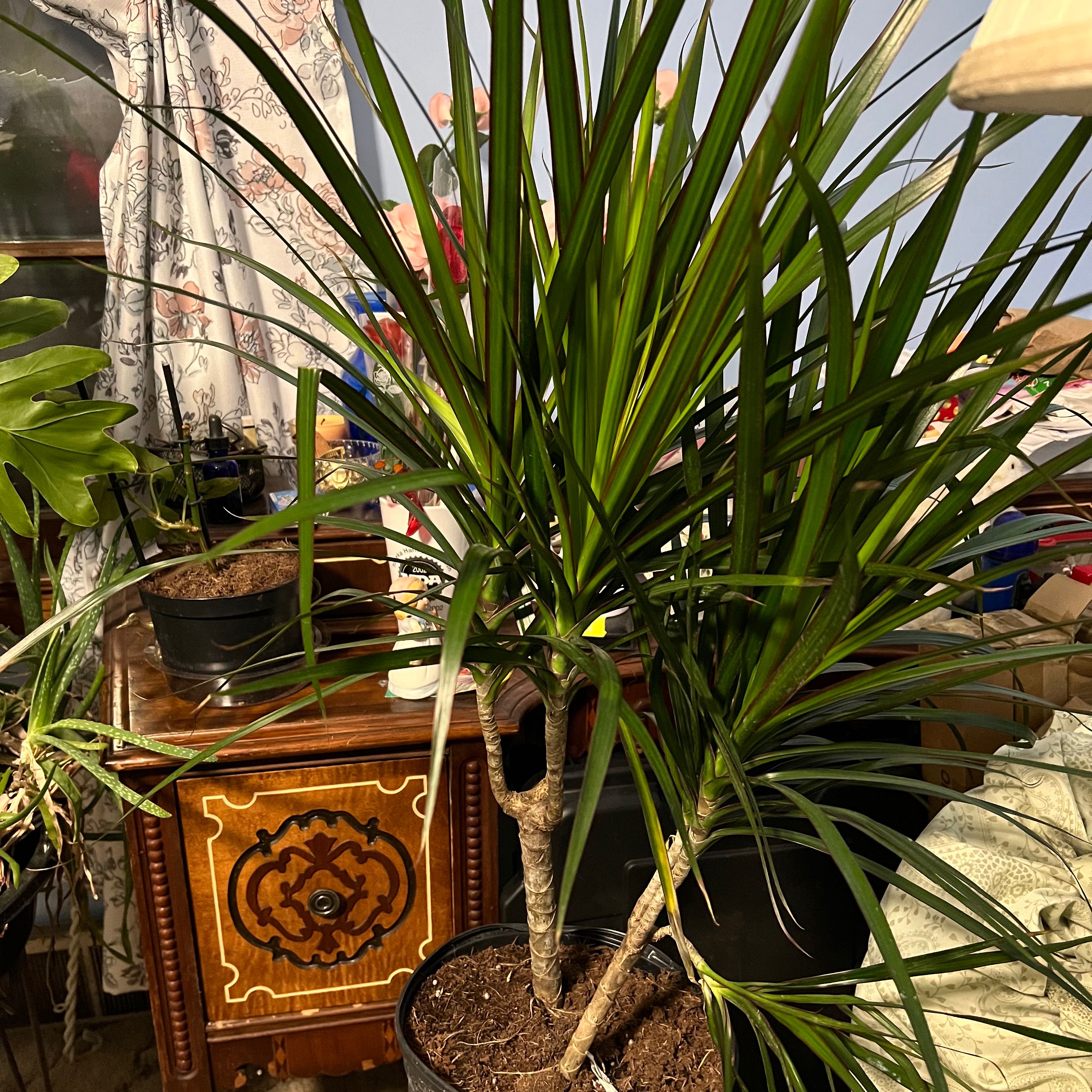 Dracaena marginata 'Bicolor' plant indoors with healthy green and yellow striped leaves.