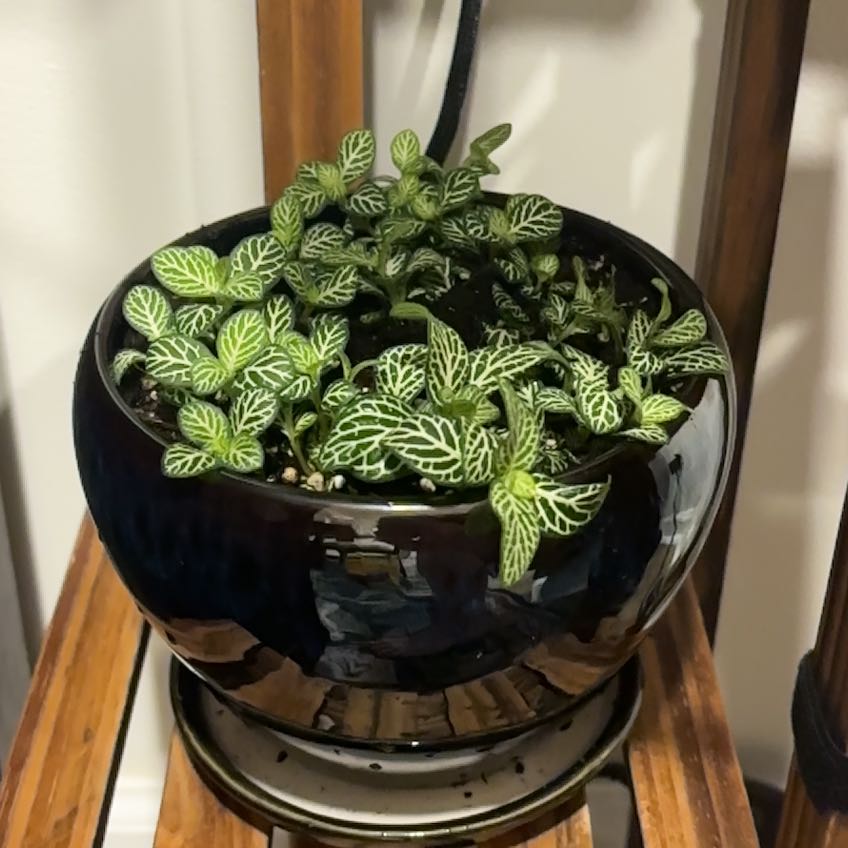 Photo of the plant species Fittonia 'Jolly Lemon' by @Ja_Kat named Luna on Greg, the plant care app