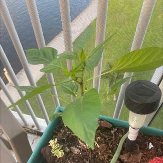 Pepper Plant plant in Aventura, Florida