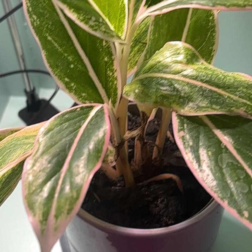 Photo of the plant species Aglaonema commutatum 'Red Vein' by @LavishRedpalulu named Elle on Greg, the plant care app