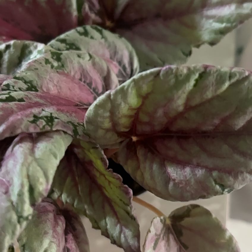 Photo of the plant species Exotic Angel by @LavishRedpalulu named Navajo on Greg, the plant care app