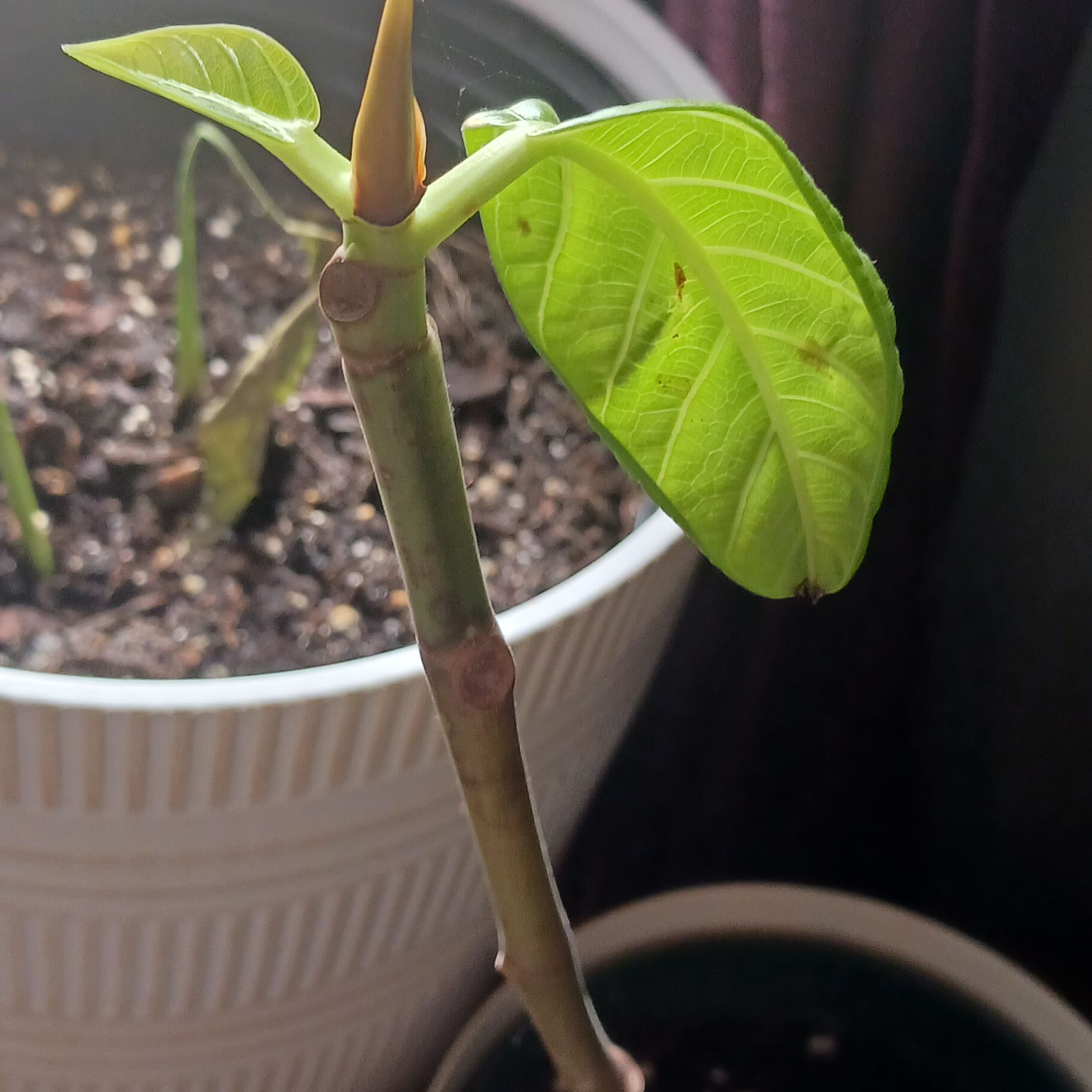 Young Florida Strangler Fig plant with green leaves in a pot, soil visible.