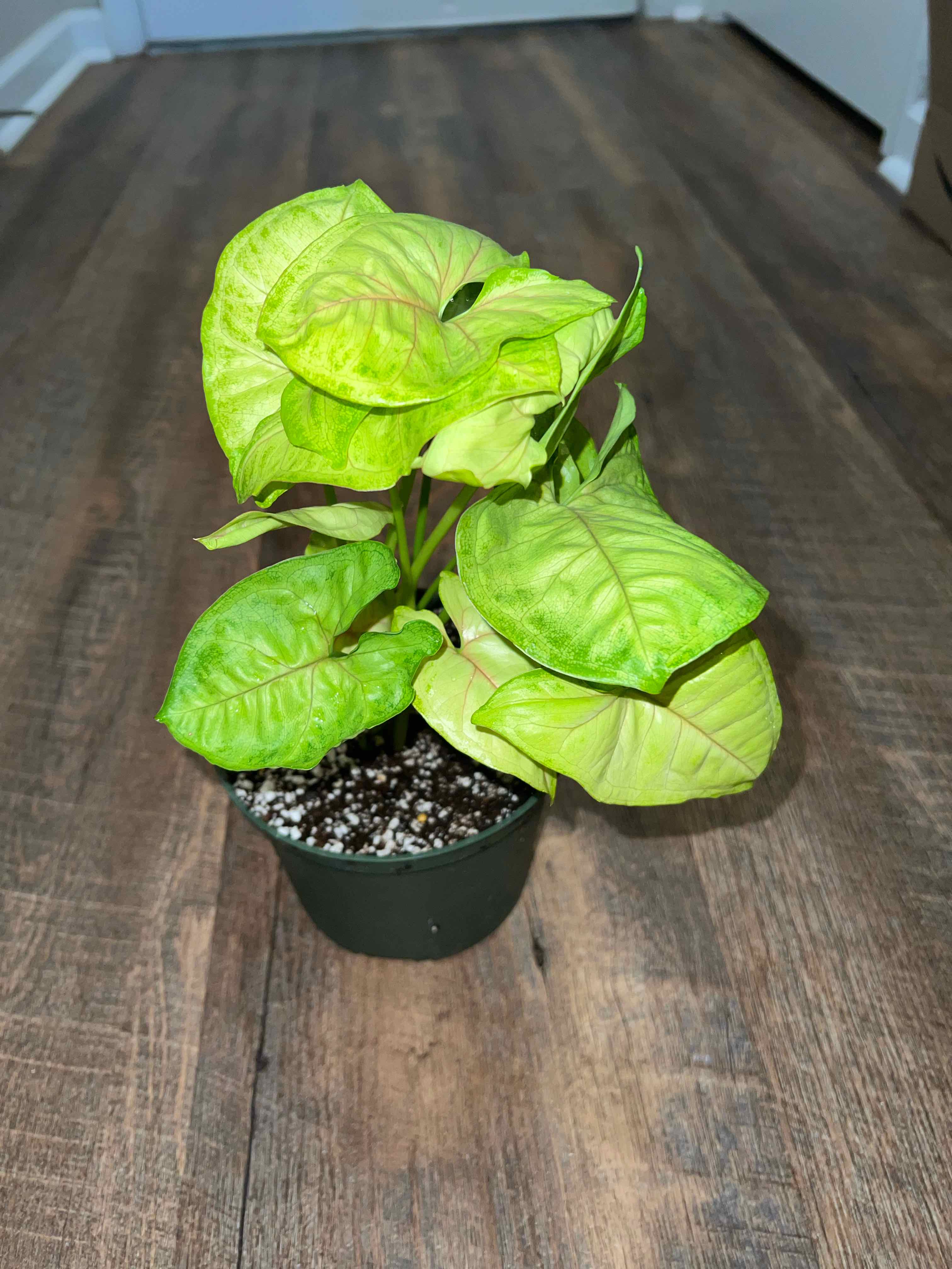 Photo of the plant species Arrowhead Plant by @MessyJessi named Mango 3 on Greg, the plant care app