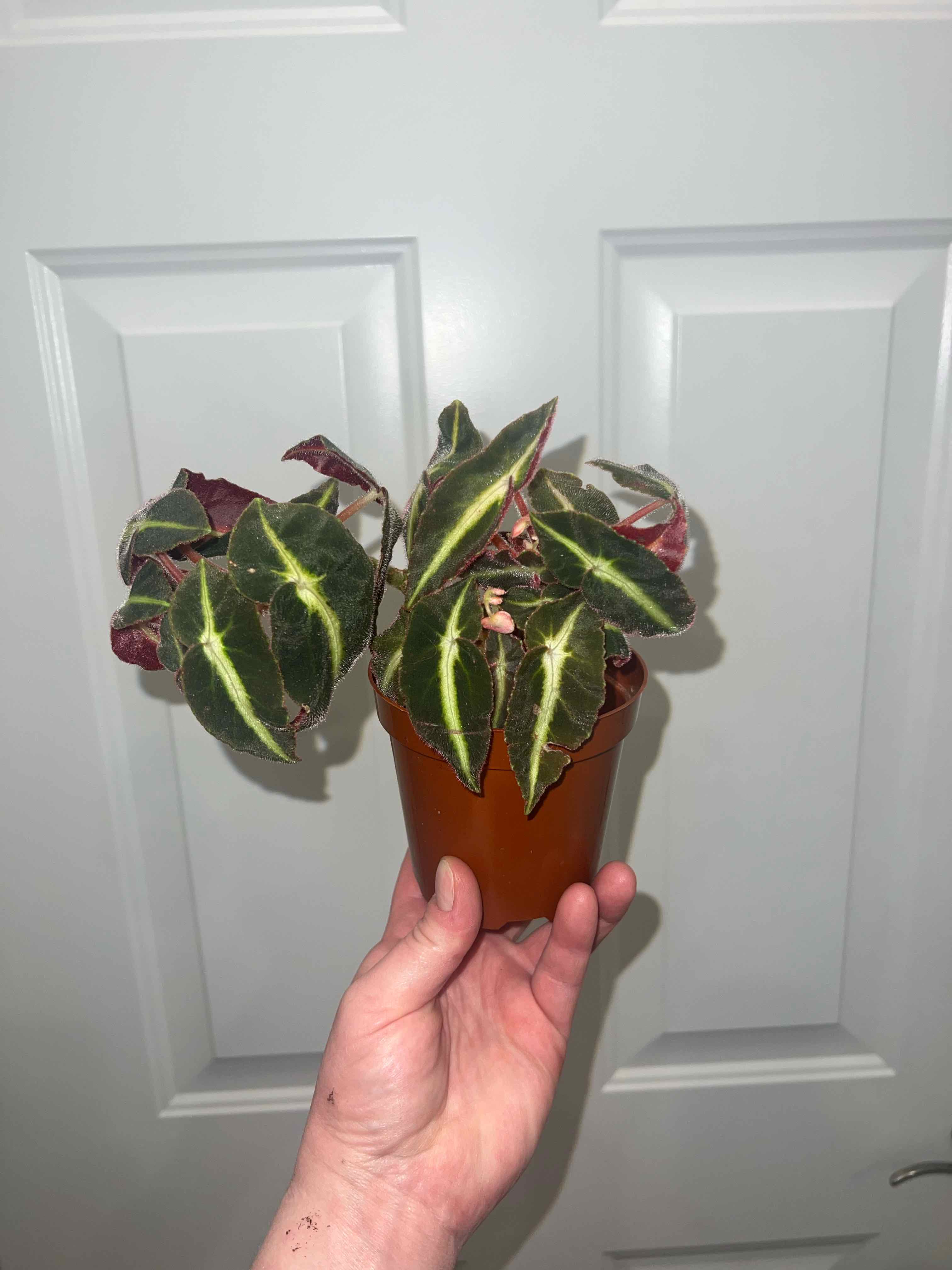 Photo of the plant species Listada Begonia by @MessyJessi named Your Plant on Greg, the plant care app