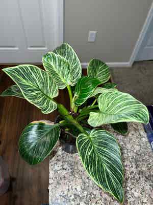 Philodendron Birkin plant photo by Messyjessi named Your plant on Greg, the plant care app.