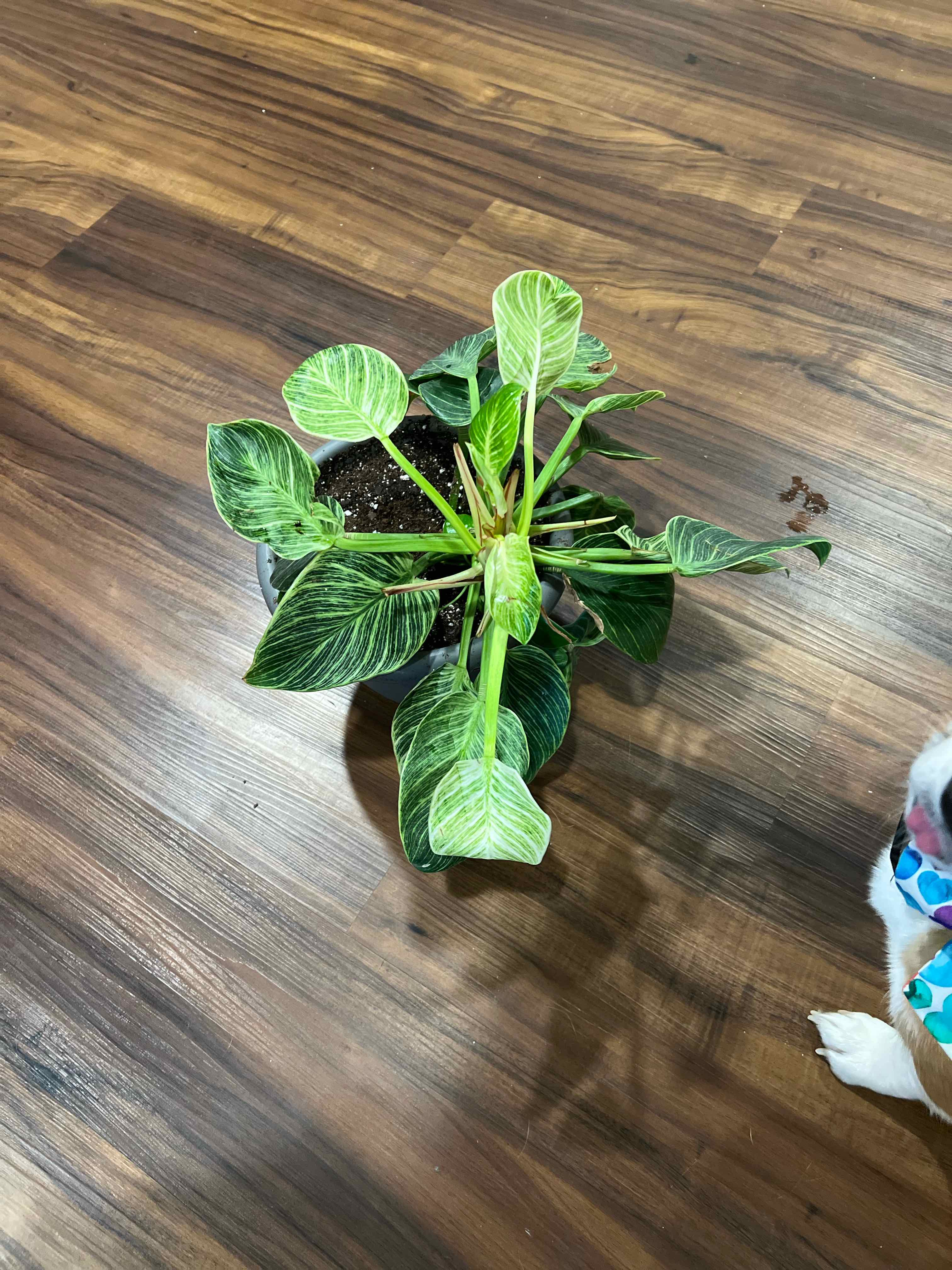 Philodendron Birkin plant photo by @MessyJessi named Birkin 1 on Greg, the plant care app.