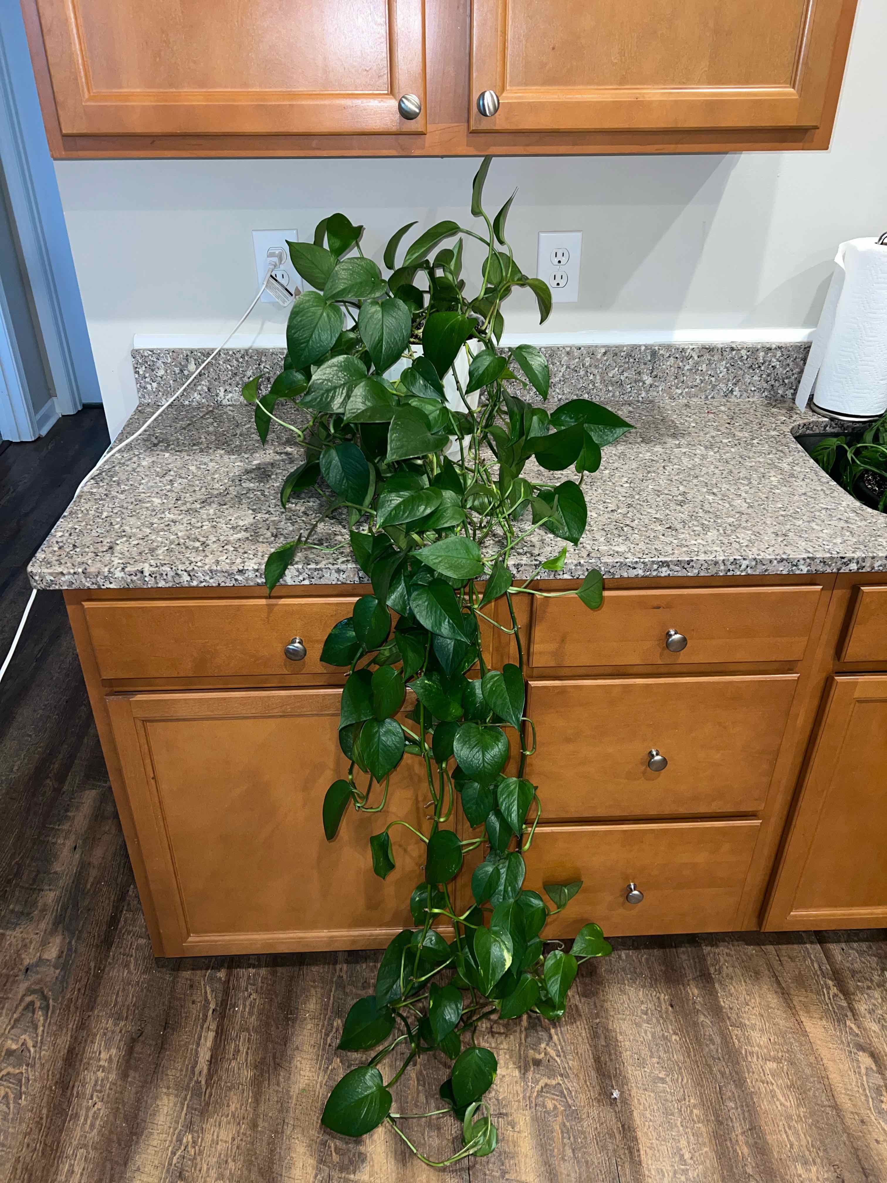 Golden Pothos plant photo by @MessyJessi named Golden Pothos #2 on Greg, the plant care app.