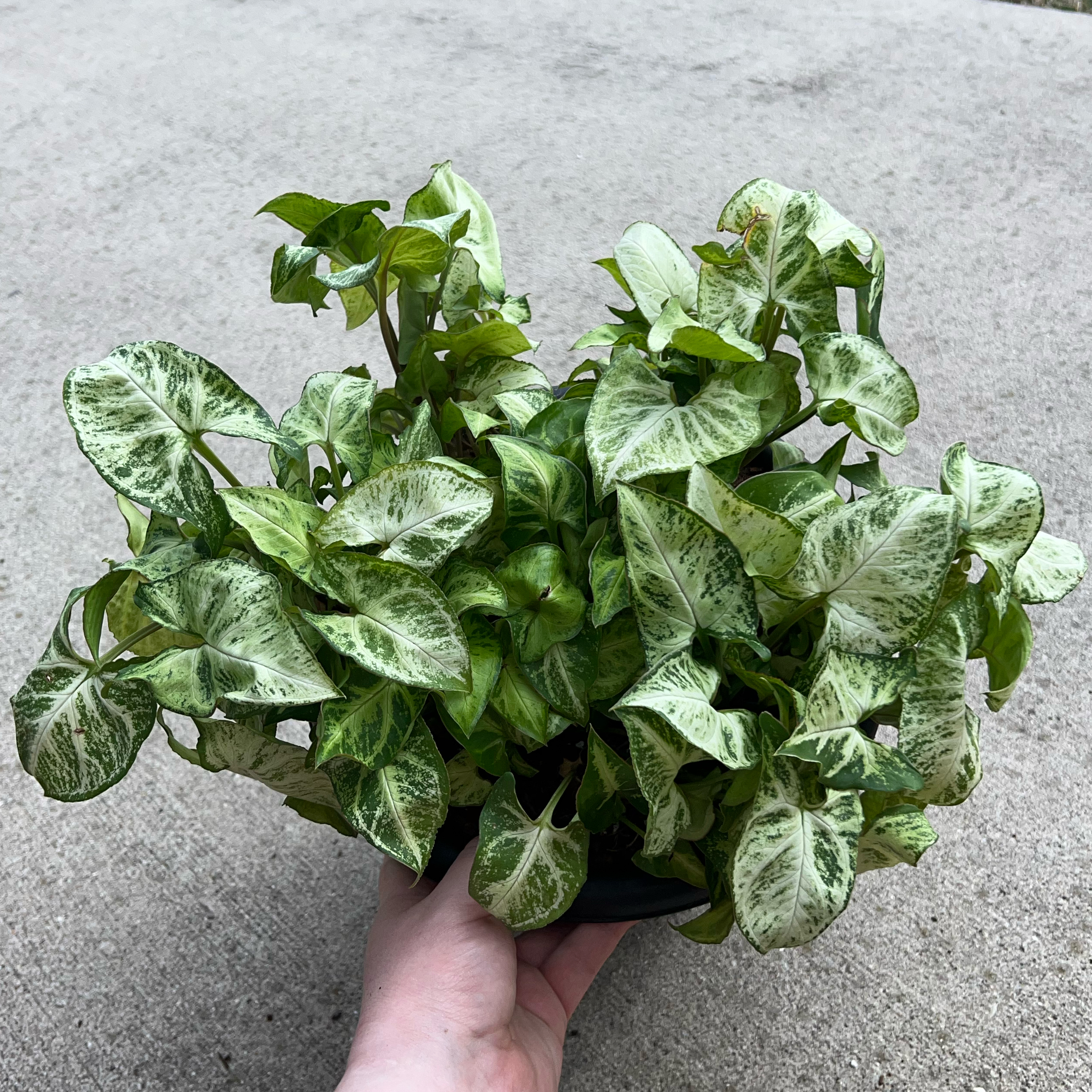 Photo of the plant species Green Robusta Arrowhead Plant by @MessyJessi named Your plant on Greg, the plant care app