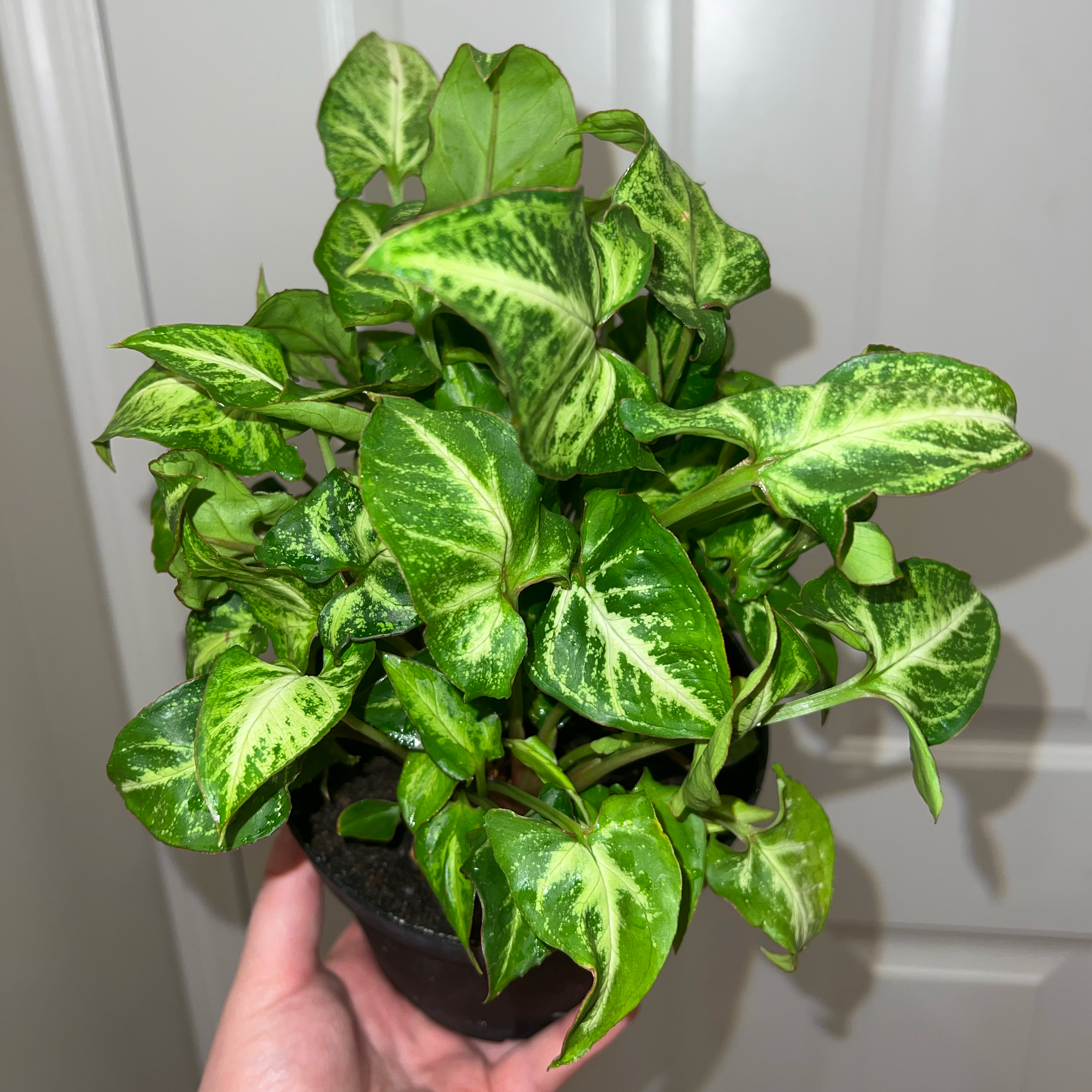 Photo of the plant species Green Robusta Arrowhead Plant by @MessyJessi named Green Robusta 2 on Greg, the plant care app