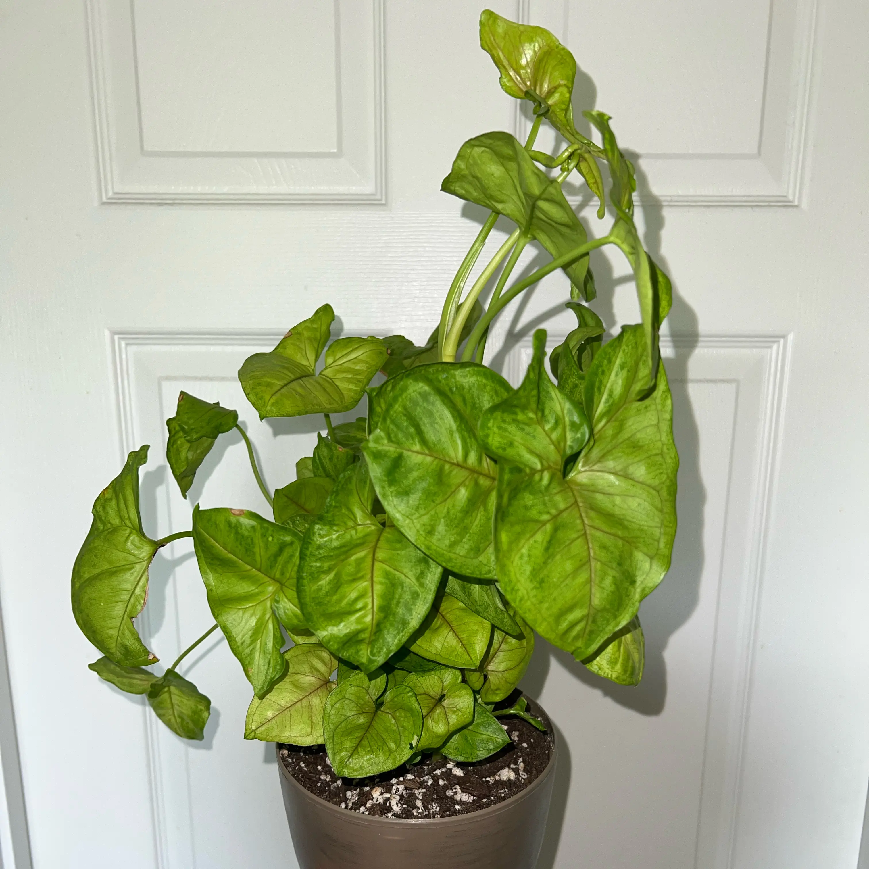 Photo of the plant species Arrowhead Plant by @MessyJessi named Mango 2 on Greg, the plant care app