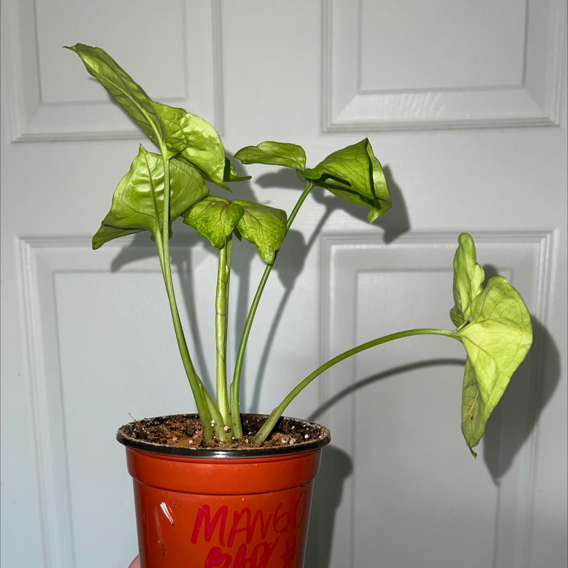 Photo of the plant species Arrowhead Plant by @MessyJessi named Baby 4 on Greg, the plant care app