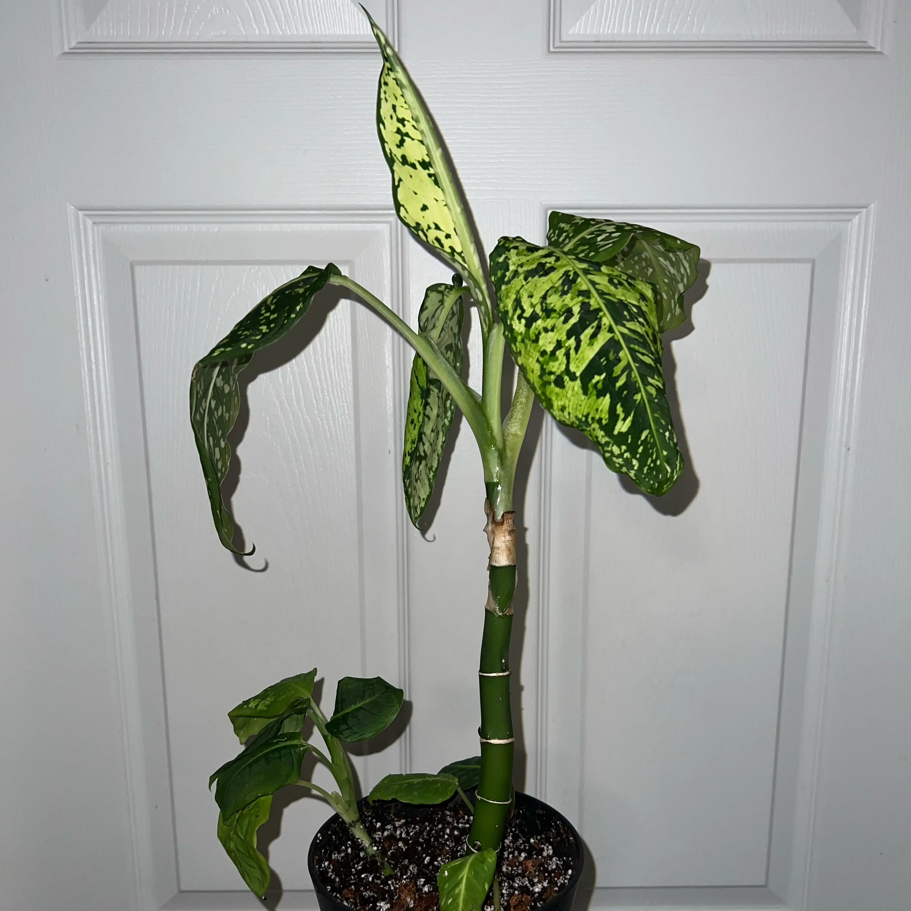 Photo of the plant species Diffenbachia reflector by @MessyJessi named Your Plant on Greg, the plant care app