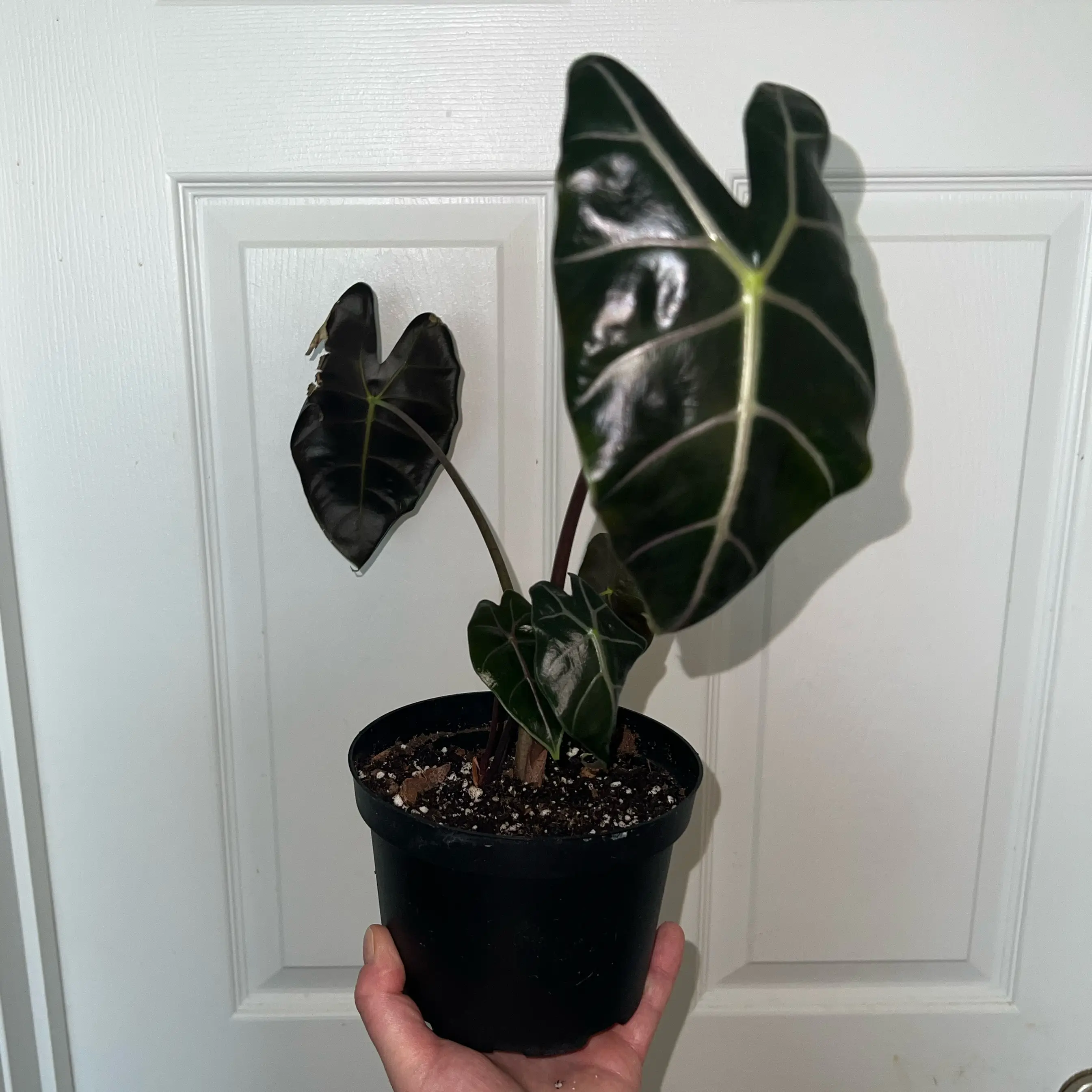 Photo of the plant species Alocasia longiloba purple by @MessyJessi named Your plant on Greg, the plant care app