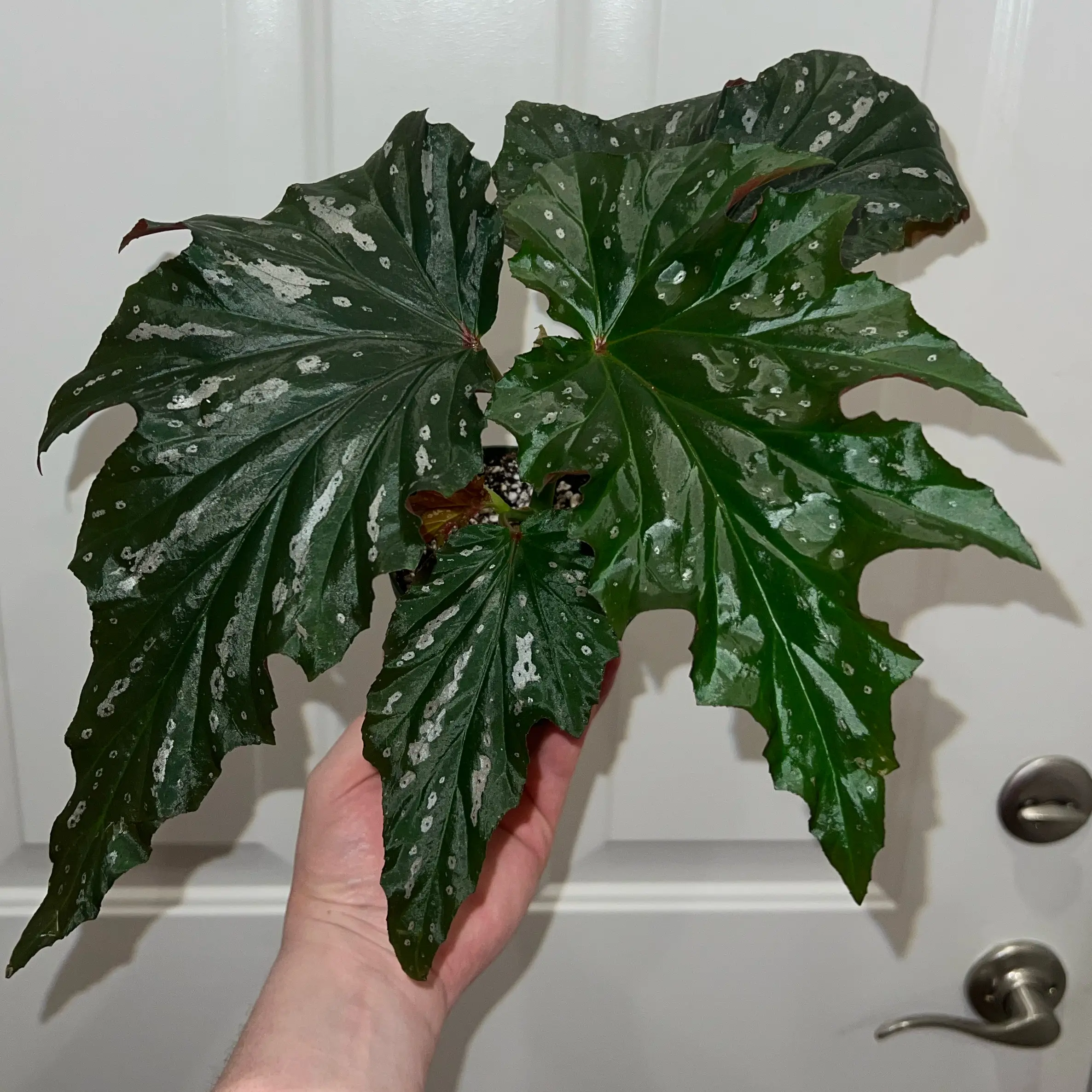 Photo of the plant species Begonia 'Pink Spot Lucerne' by @MessyJessi named Your Plant on Greg, the plant care app