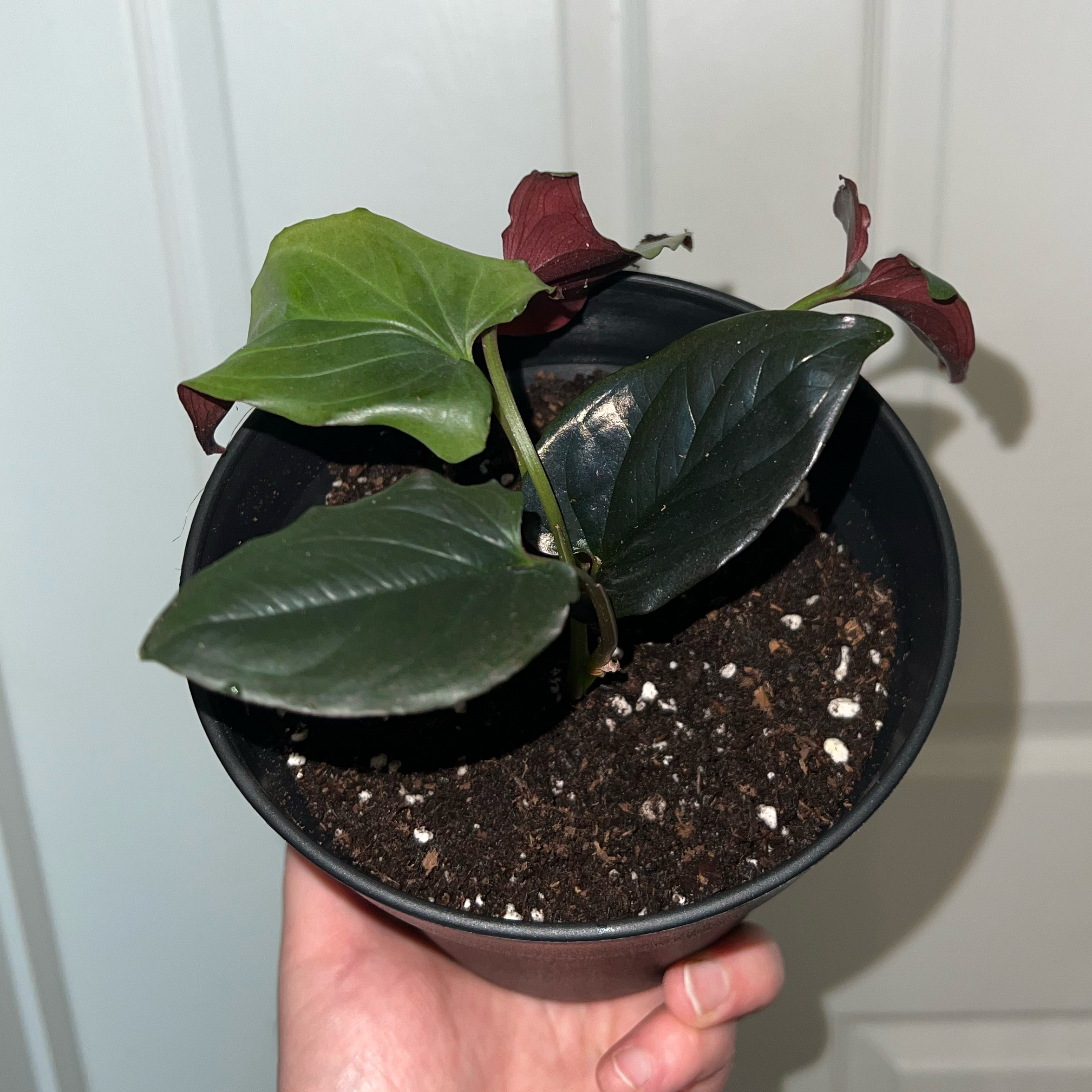 Photo of the plant species Llano-Carti Road by @MessyJessi named Bigleef Smalls on Greg, the plant care app