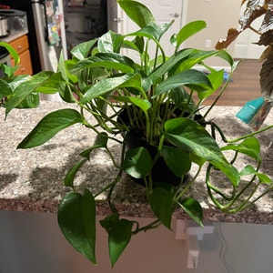 Golden Pothos plant photo by Messyjessi named Athena on Greg, the plant care app.