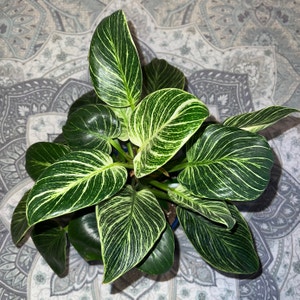 Philodendron Birkin plant photo by @MessyJessi named Your plant on Greg, the plant care app.