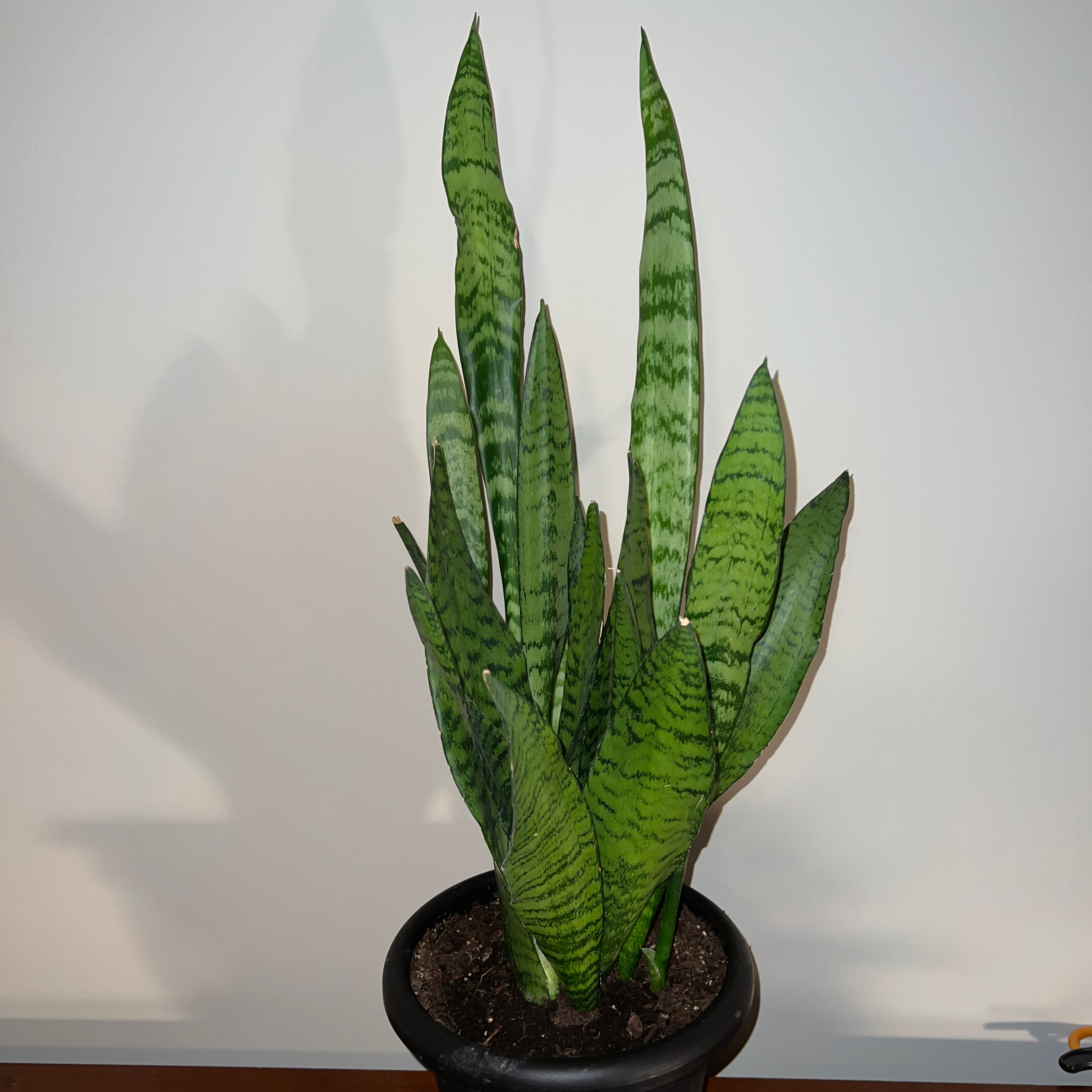 Zeylanica Snake Plant plant photo by @MessyJessi named Your plant on Greg, the plant care app.