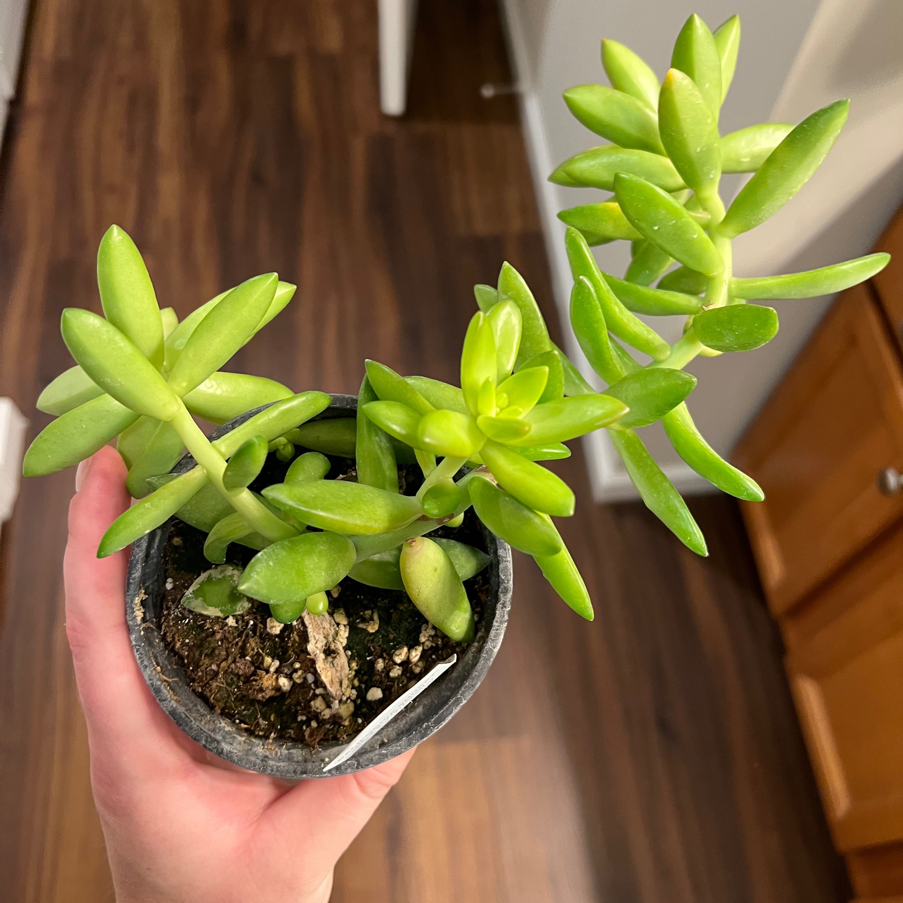 Healthy Graptosedum 'California Sunset' succulent in a small pot, held by a hand.