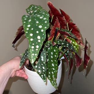 Polka Dot Begonia plant in Somewhere on Earth