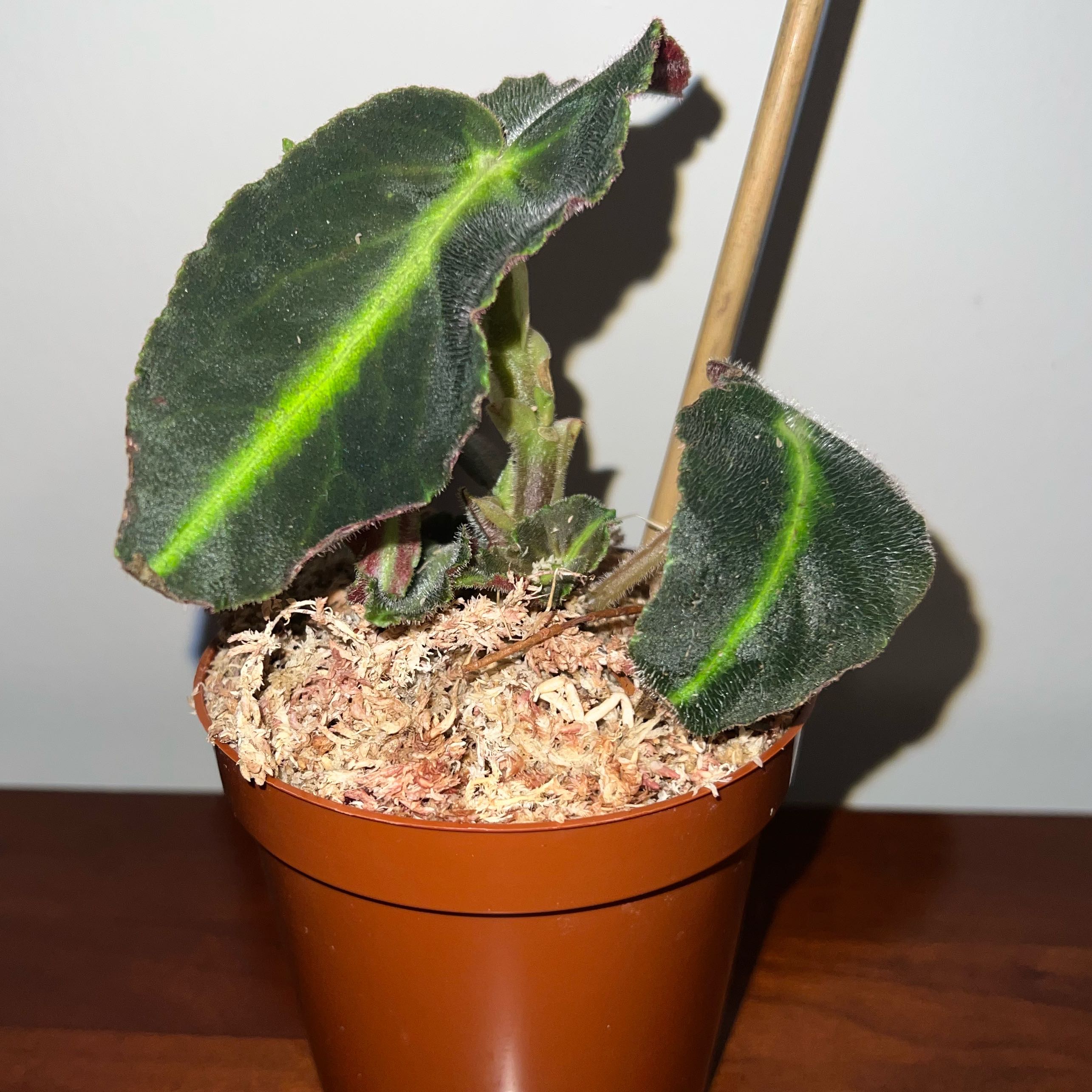 Photo of the plant species Listada Begonia by @MessyJessi named Your Plant on Greg, the plant care app