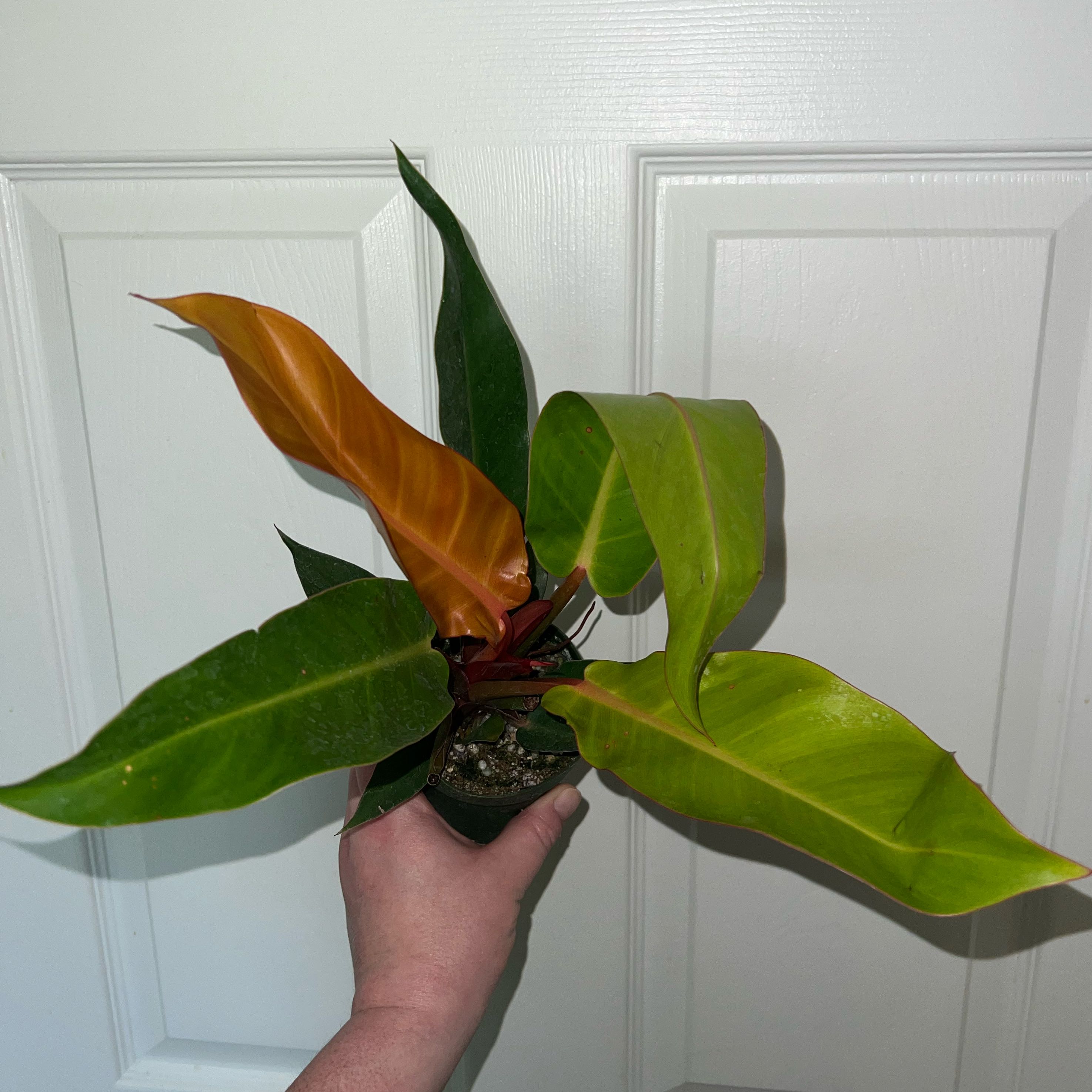 Photo of the plant species Sun Red by @MessyJessi named Ulysses S Plant on Greg, the plant care app