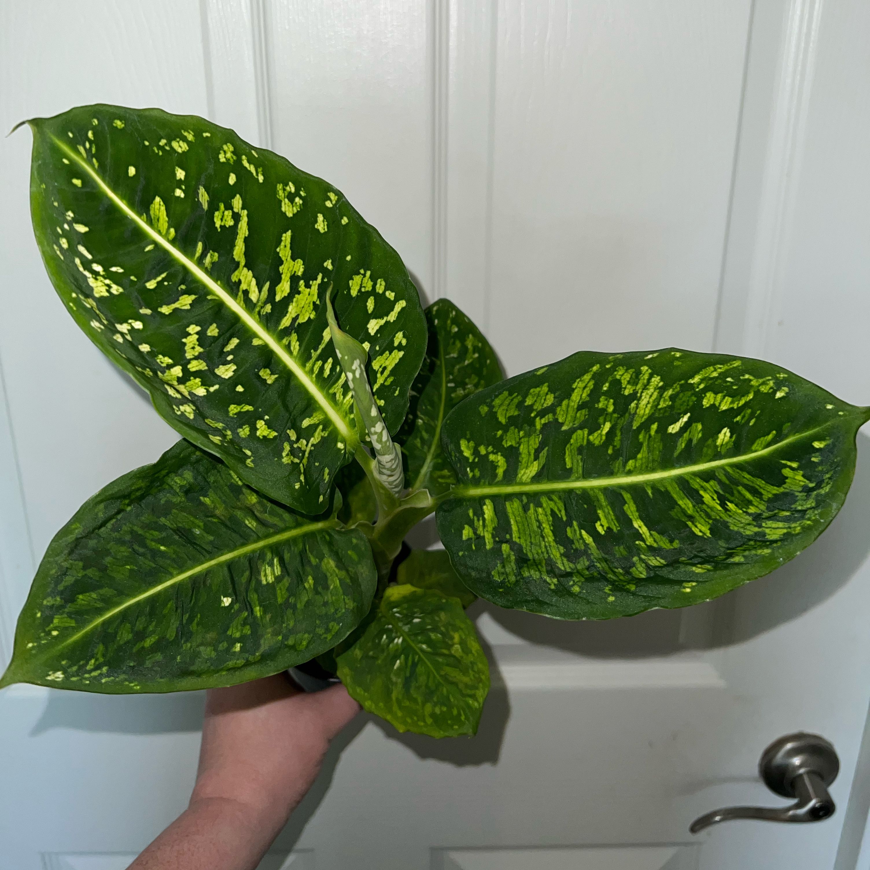 Photo of the plant species Diffenbachia reflector by @MessyJessi named Your Plant on Greg, the plant care app