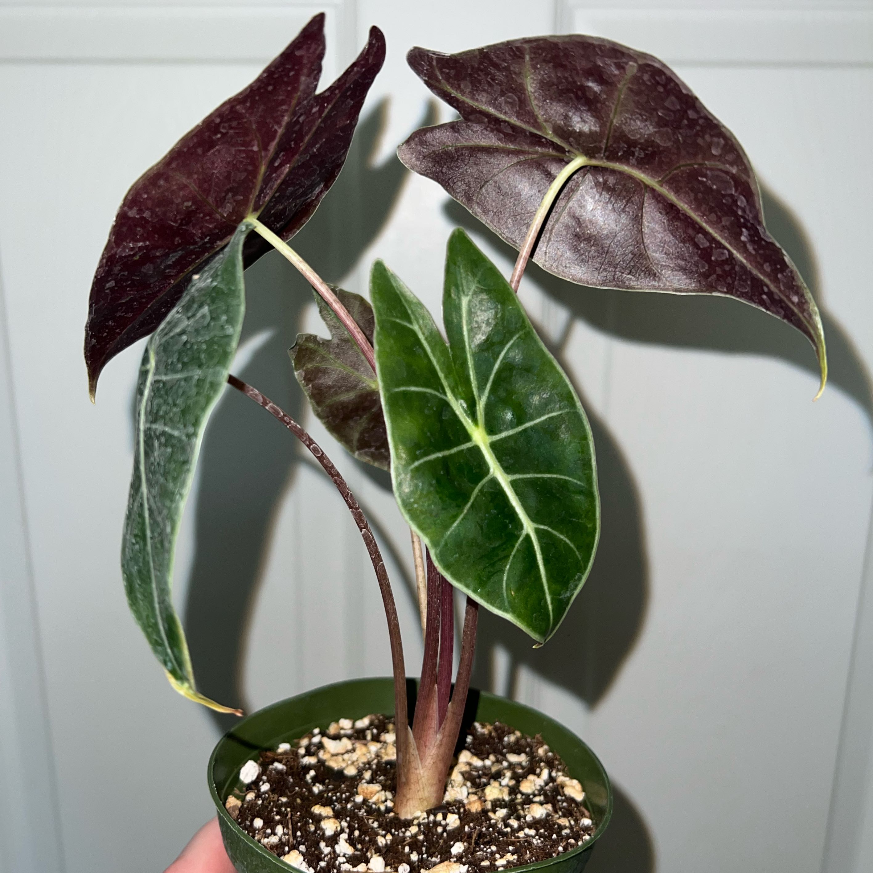 Photo of the plant species Alocasia longiloba 'Dragon's Tooth' by @MessyJessi named Your Plant on Greg, the plant care app