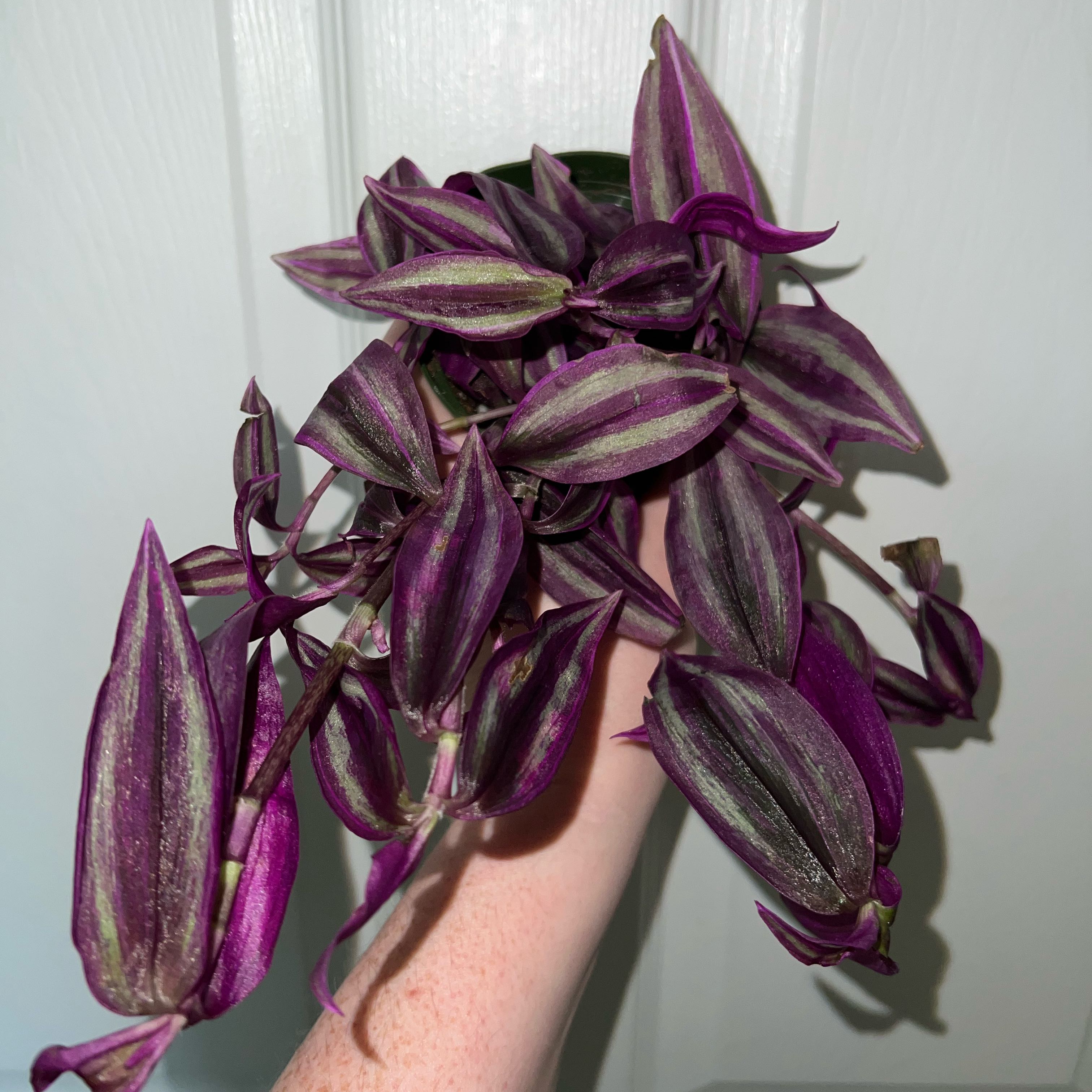 Photo of the plant species Tradescantia 'Pink Paradise' by @MessyJessi named Your Plant on Greg, the plant care app