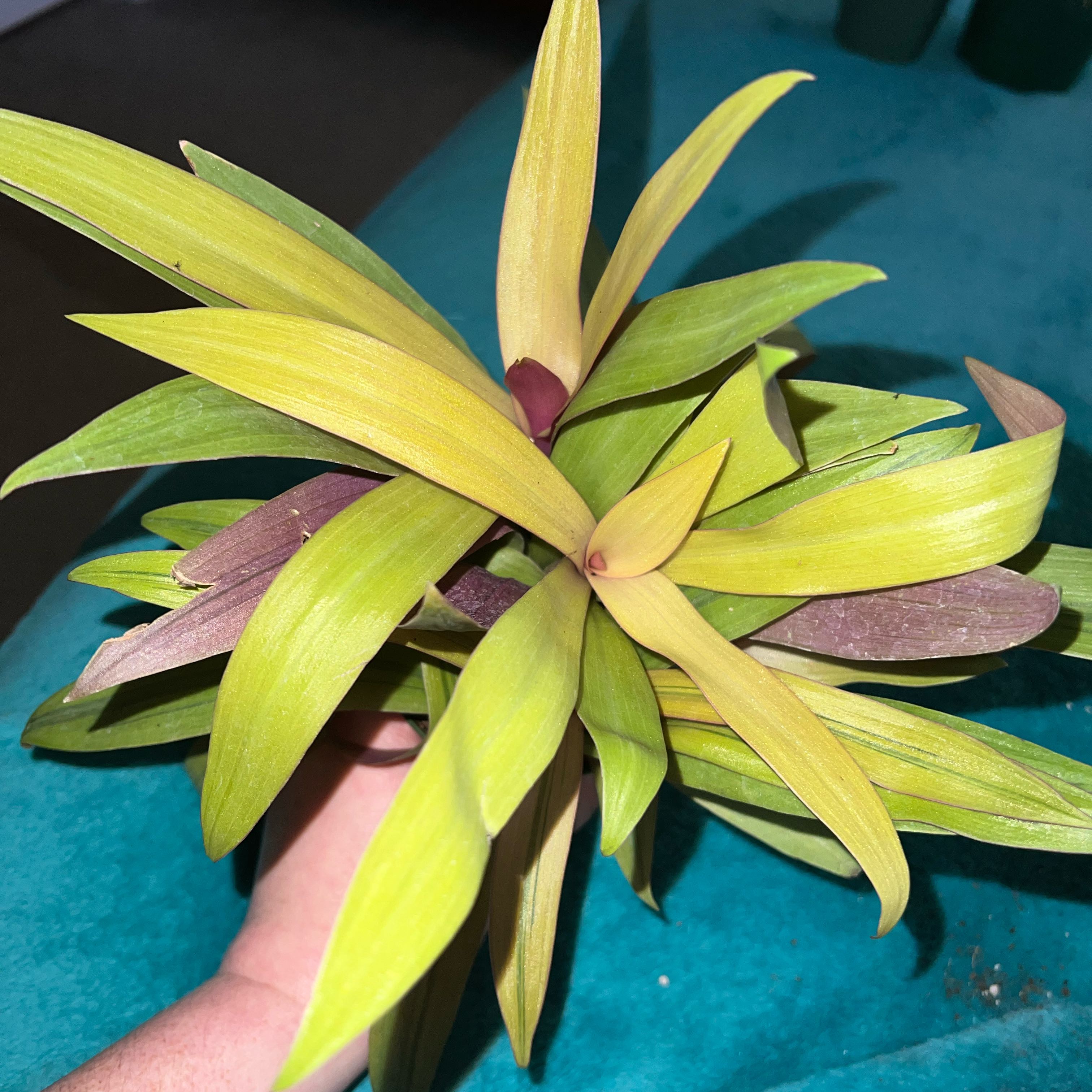 Photo of the plant species Sitara's Gold by @MessyJessi named Kylie on Greg, the plant care app