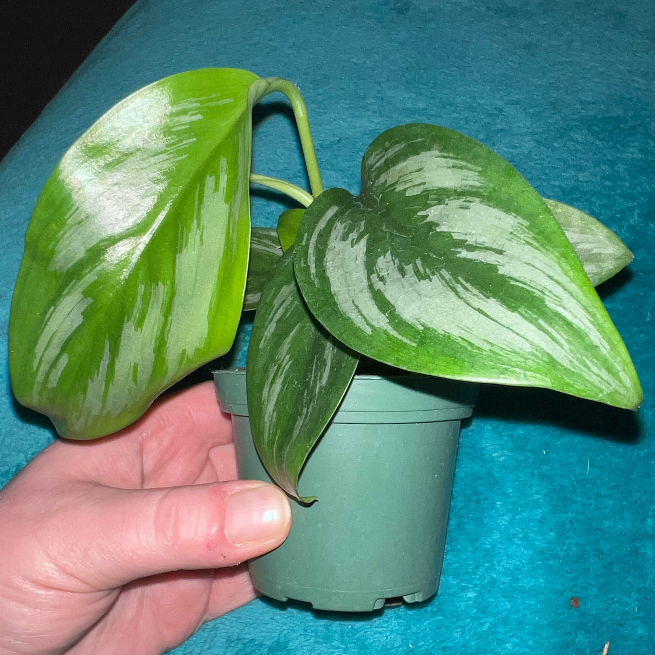 Photo of the plant species Scindapsus treubii 'Sumatra' by @MessyJessi named Xena on Greg, the plant care app