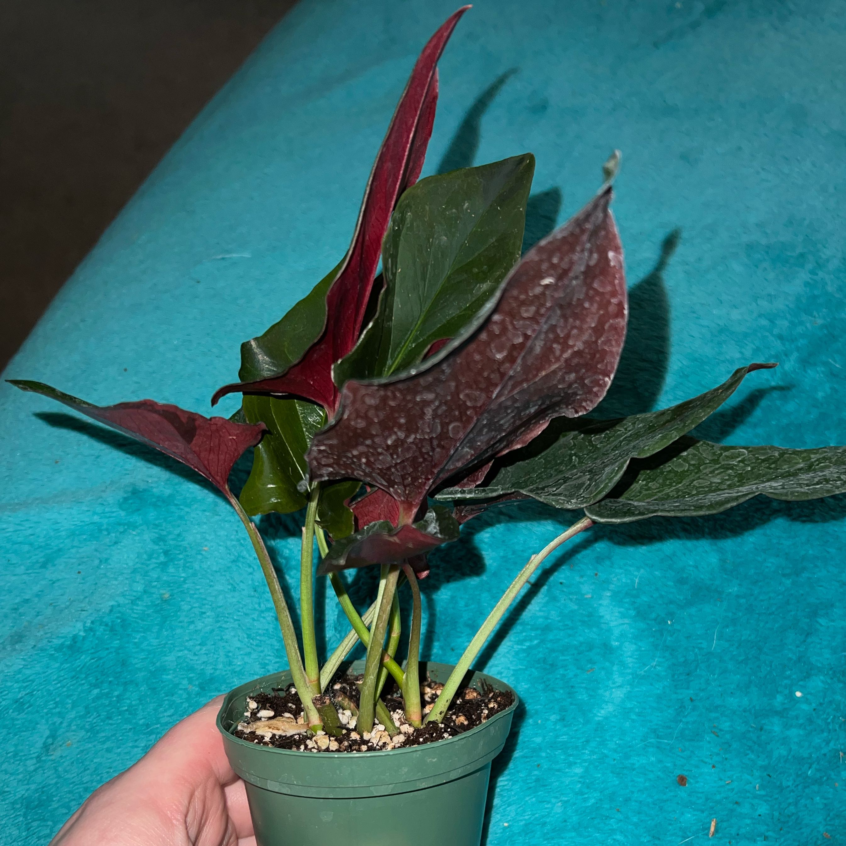 Photo of the plant species Syngonium Erythrophyllum by @MessyJessi named Bigleef Smalls on Greg, the plant care app