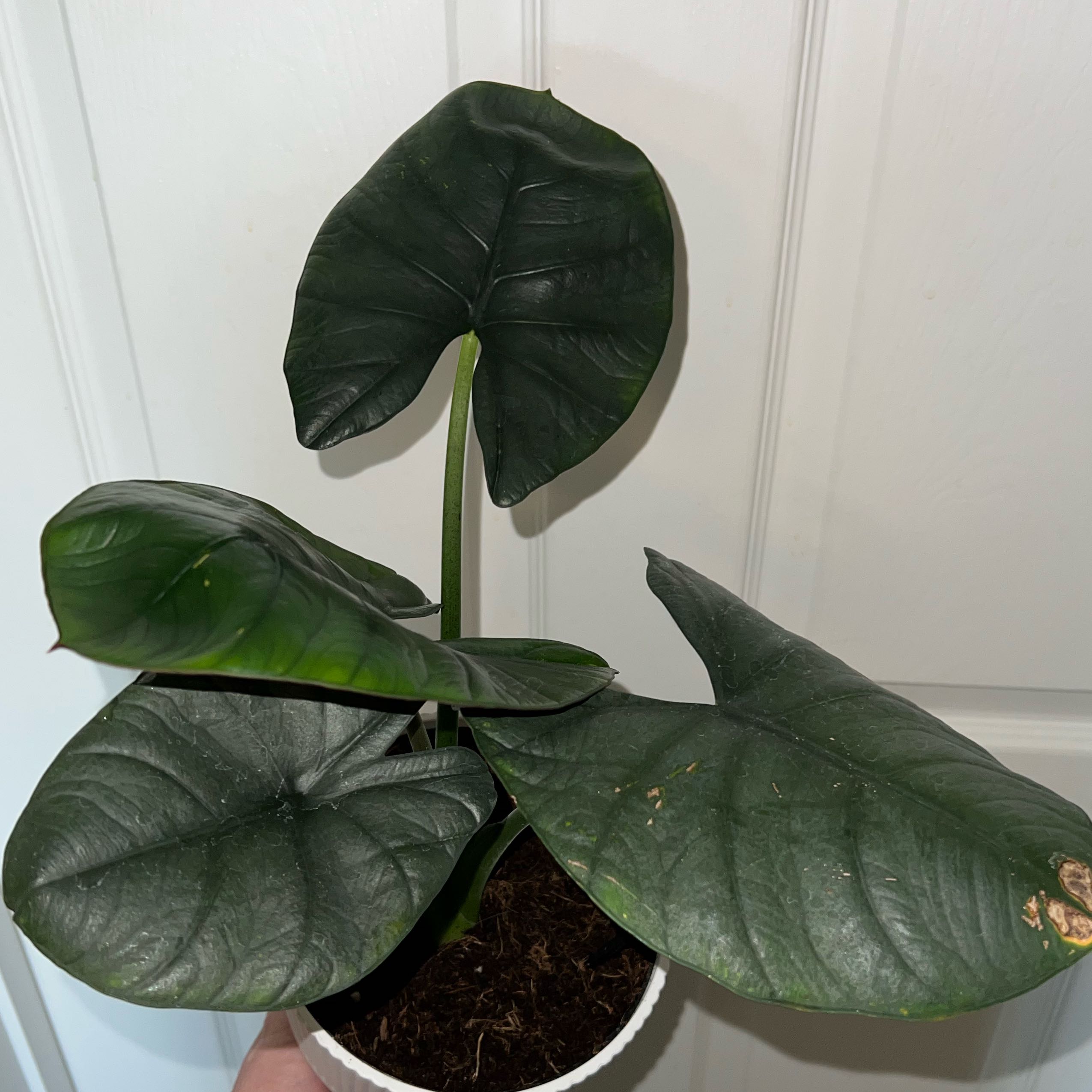 Photo of the plant species Alocasia Dark Miri by @MessyJessi named Your Plant on Greg, the plant care app