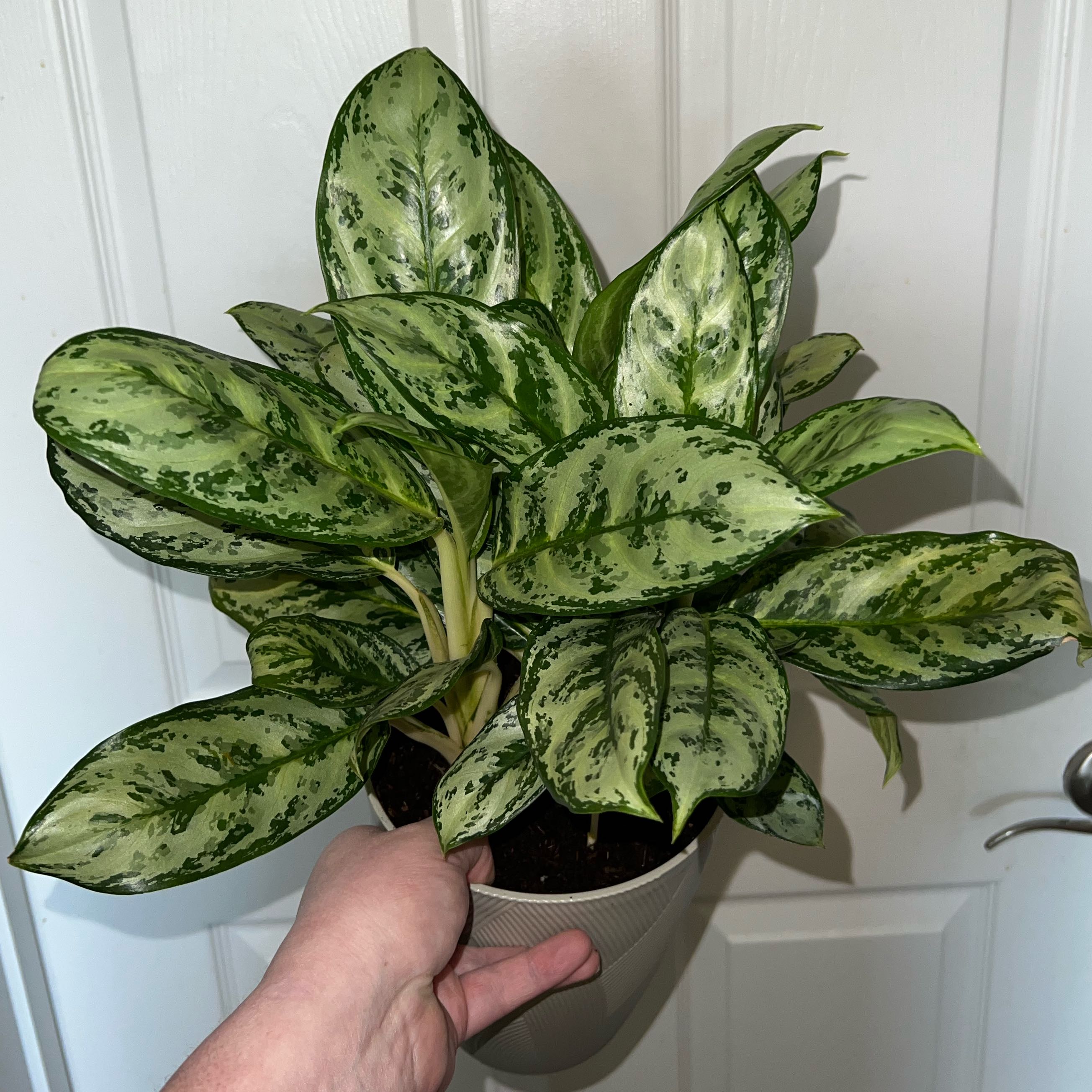 Photo of the plant species Chinese Evergreen 'Silver Queen' by @MessyJessi named Your Plant on Greg, the plant care app