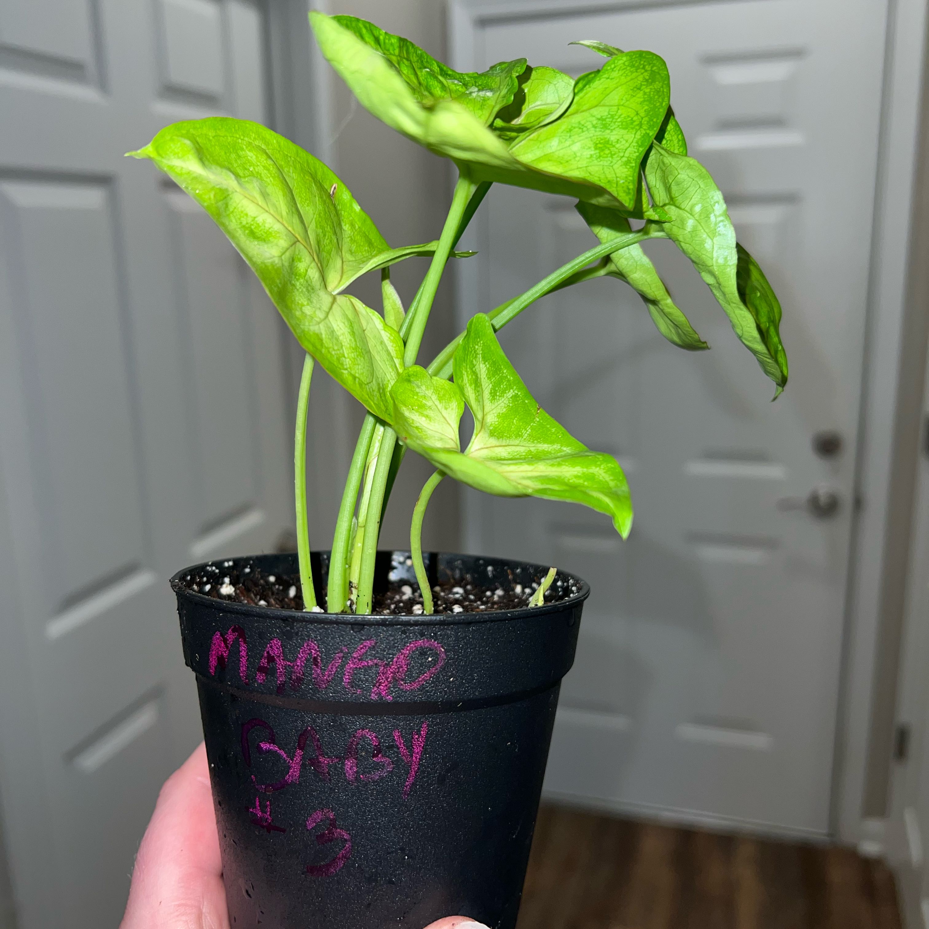 Photo of the plant species Arrowhead Plant by @MessyJessi named Baby 3 on Greg, the plant care app