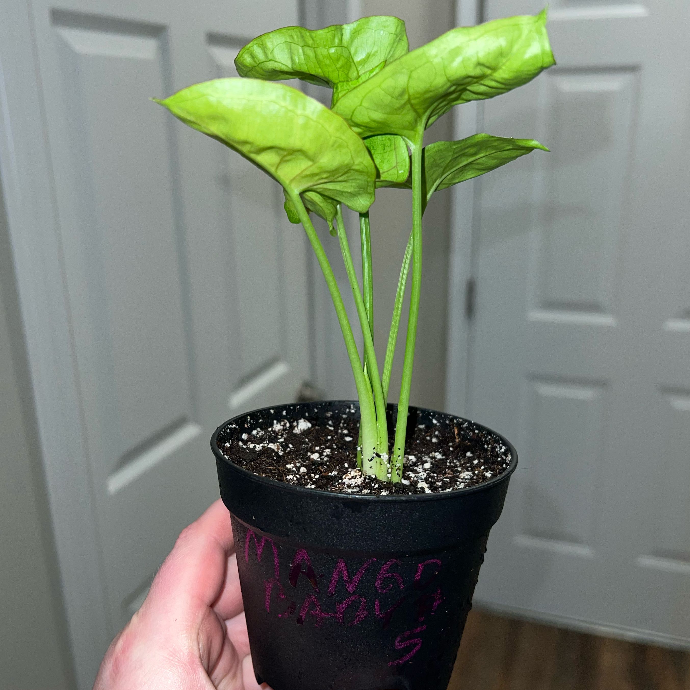 Photo of the plant species Arrowhead Plant by @MessyJessi named Baby 5 on Greg, the plant care app
