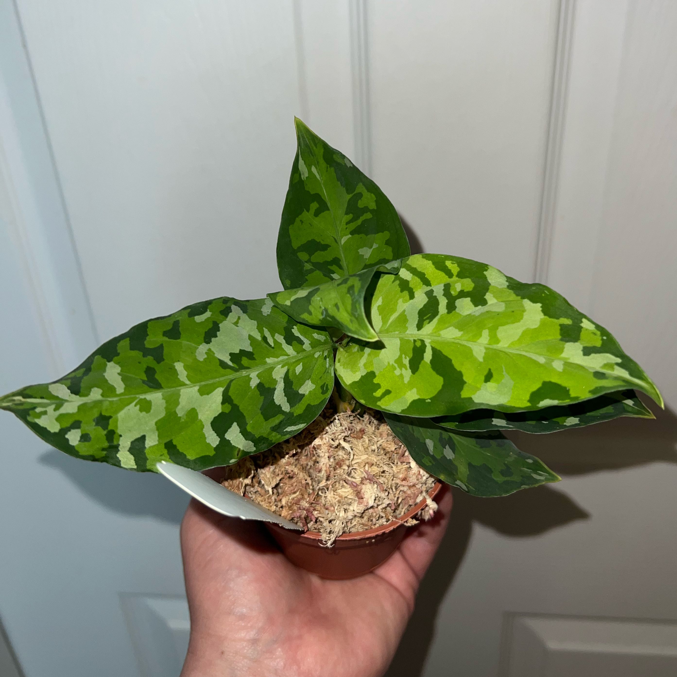Photo of the plant species Aglaonema 'Tricolor' by @MessyJessi named Your Plant on Greg, the plant care app