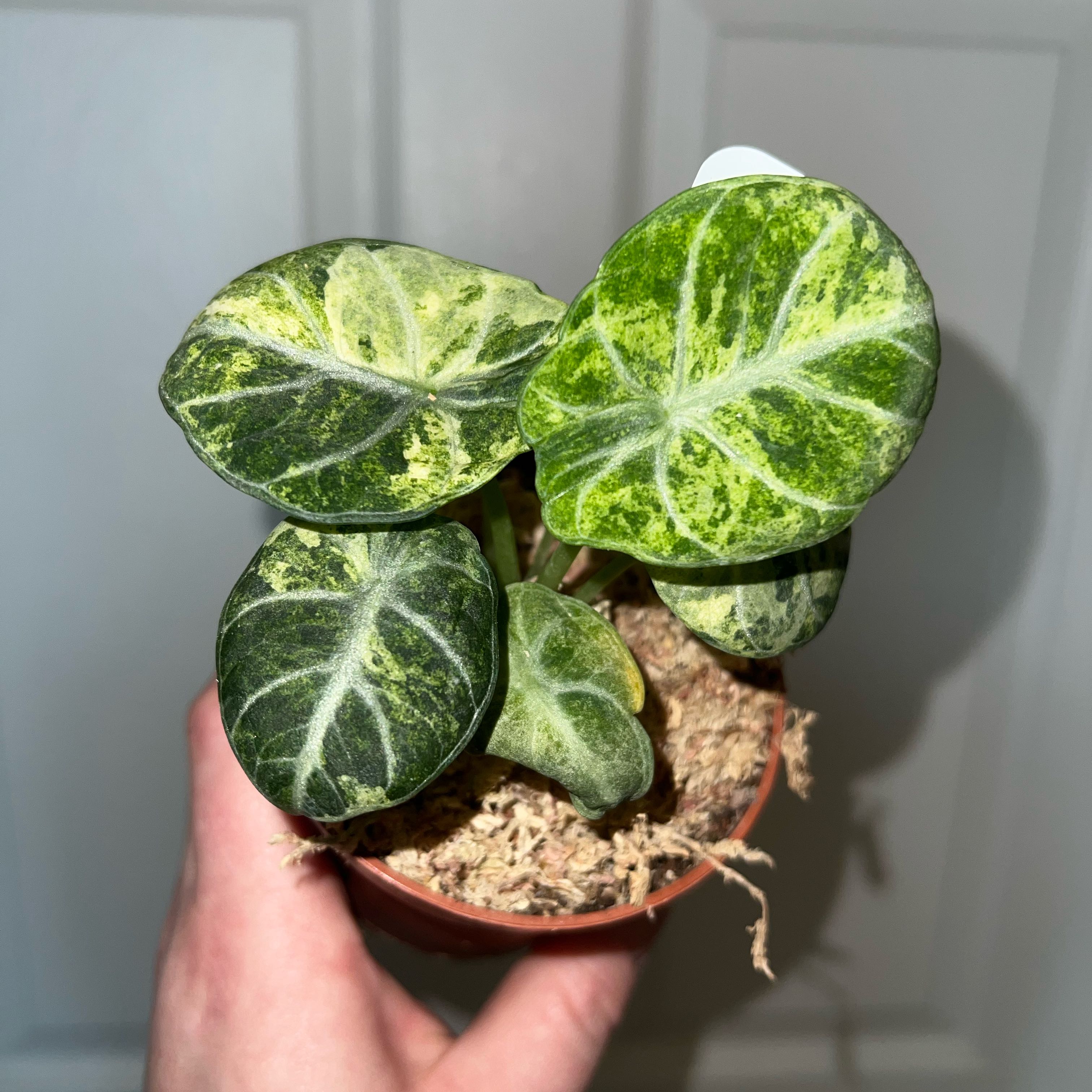 Photo of the plant species Alocasia Ninja Tri-Color by @MessyJessi named Your Plant on Greg, the plant care app
