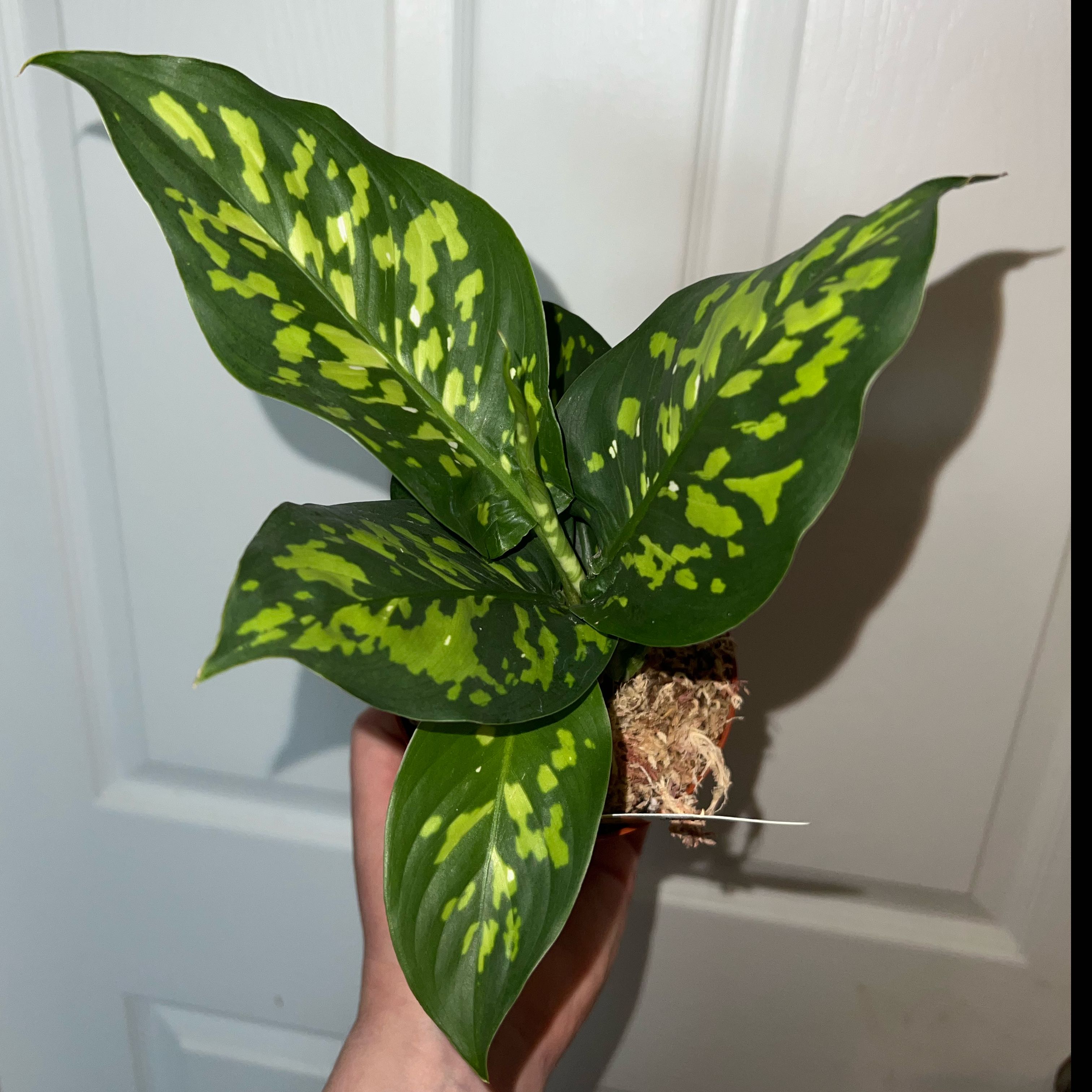 Photo of the plant species Camouflage by @MessyJessi named Dieffenbachia Military on Greg, the plant care app