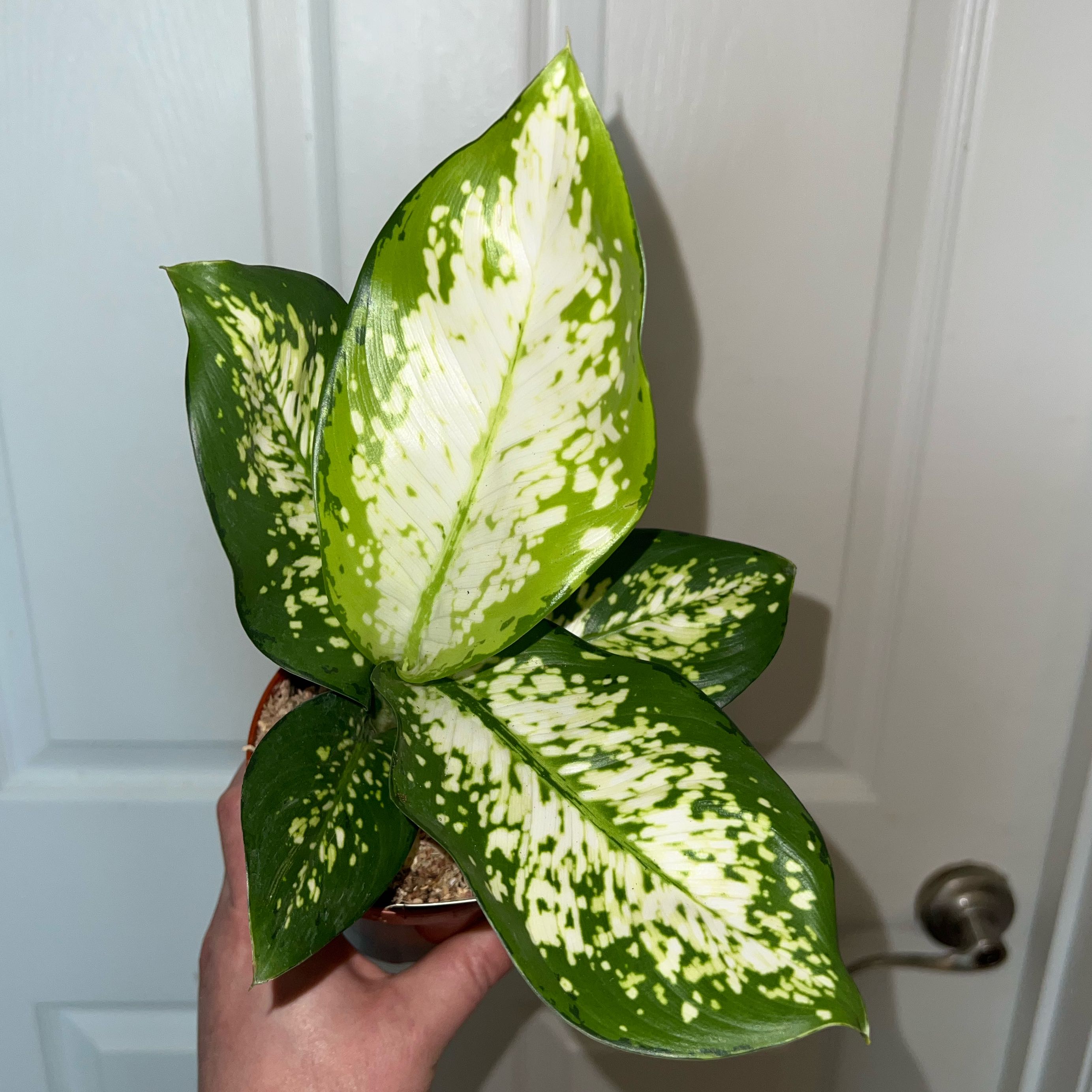 Photo of the plant species Dumbcane 'Delilah' by @MessyJessi named Your Plant on Greg, the plant care app