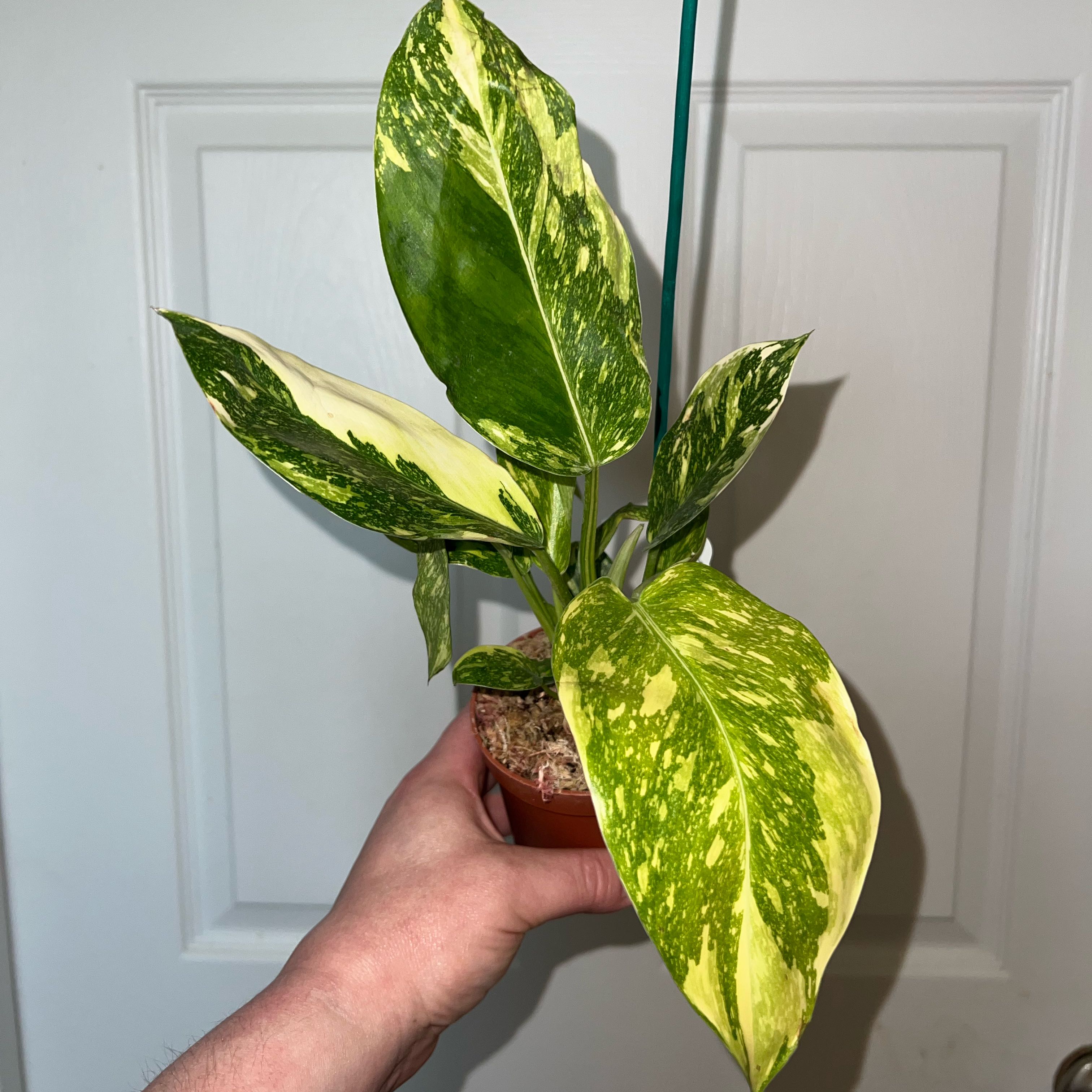 Photo of the plant species Philo Green Congo Nuclear by @MessyJessi named Your Plant on Greg, the plant care app