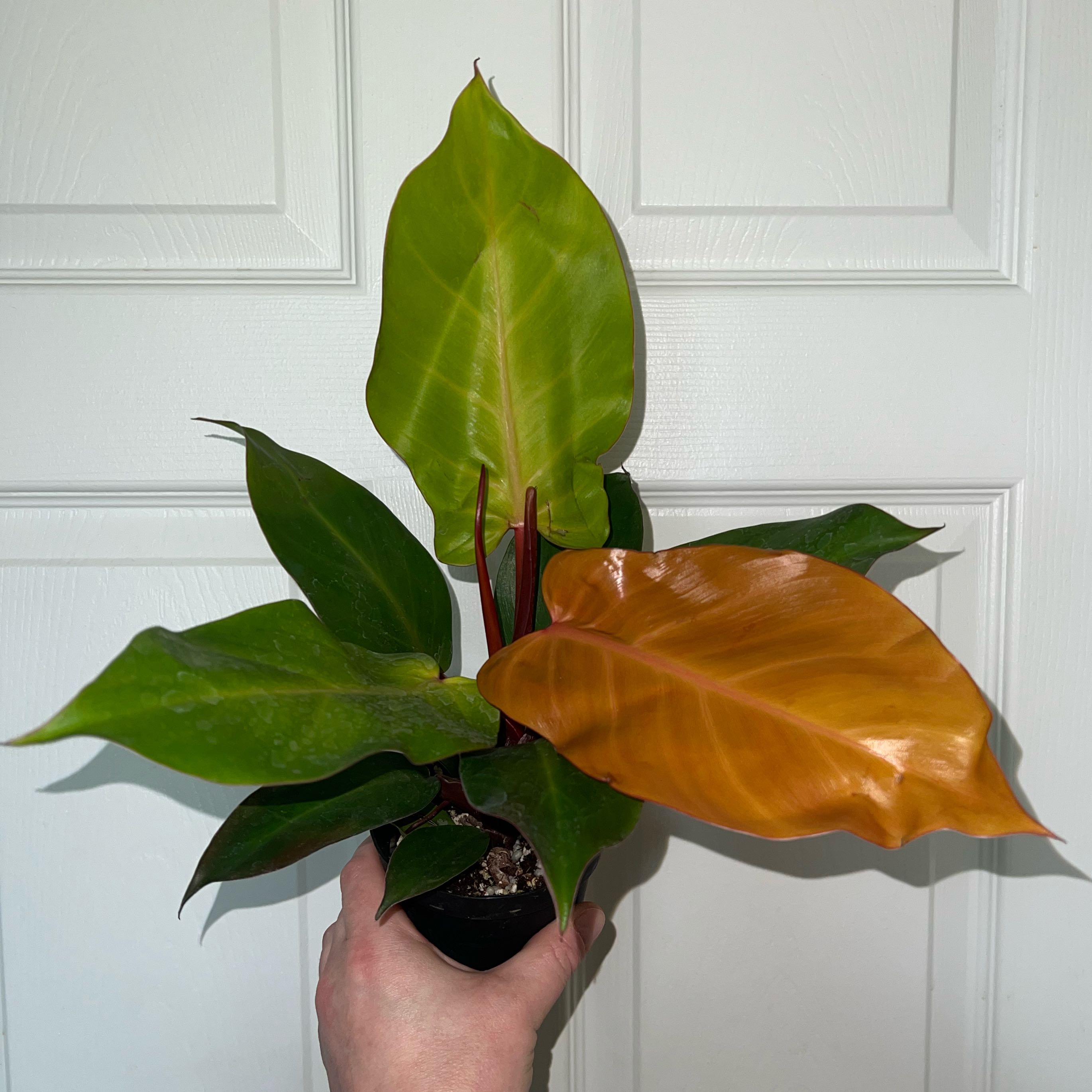 Photo of the plant species McColley's Finale by @MessyJessi named Your Plant on Greg, the plant care app