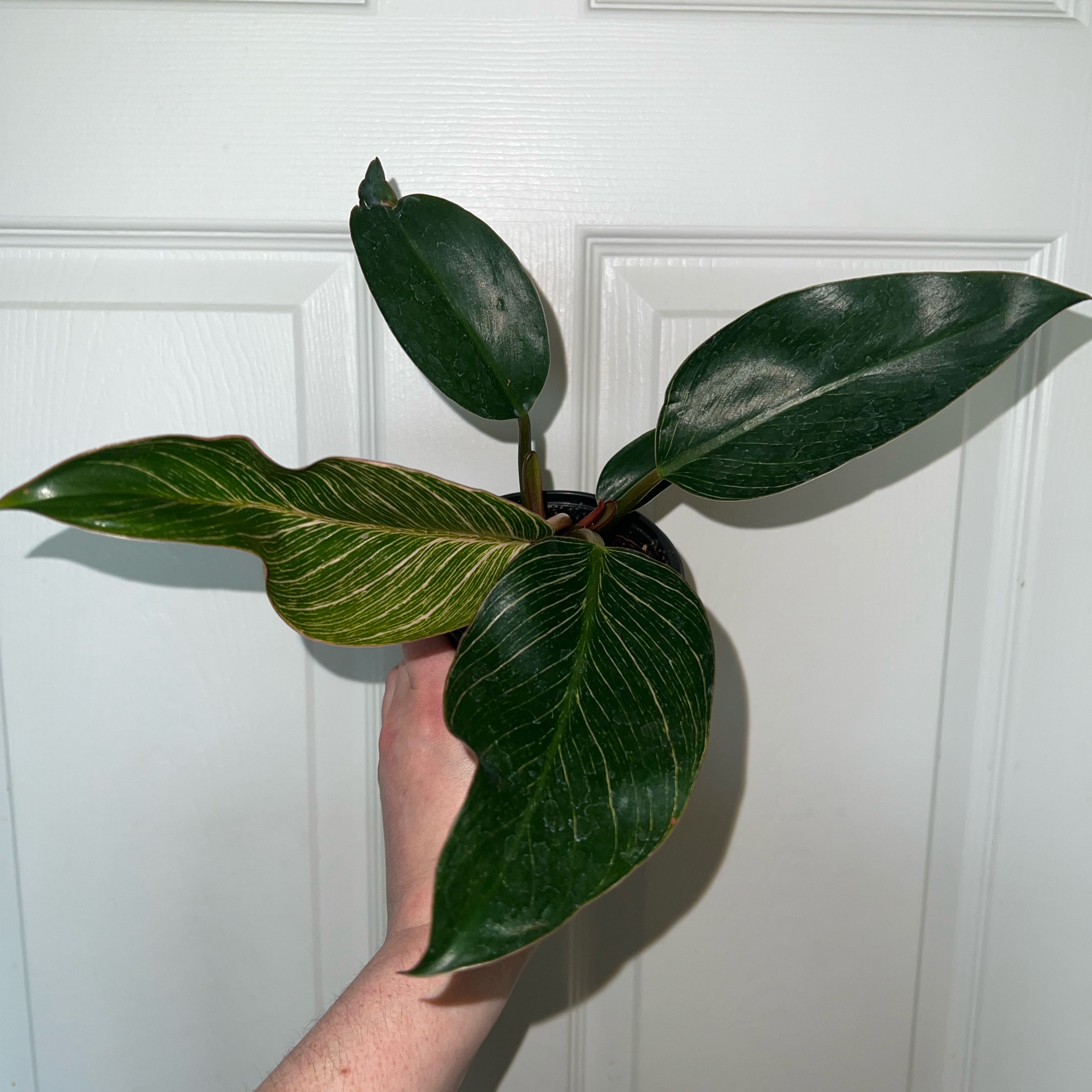 Photo of the plant species Pink Birkin Philodendron by @MessyJessi named Your Plant on Greg, the plant care app
