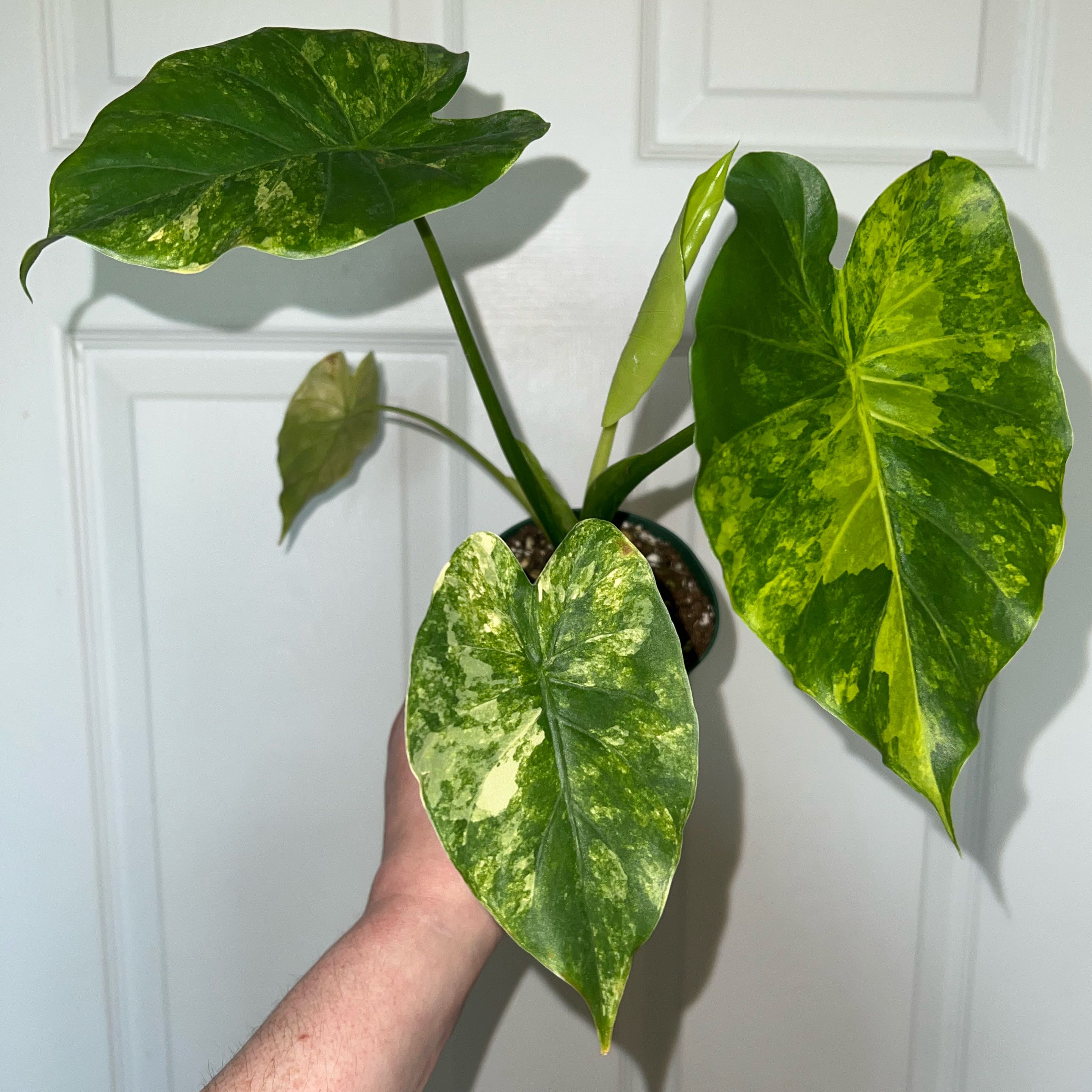 Photo of the plant species Variegated Alocasia Odora by @MessyJessi named Your Plant on Greg, the plant care app