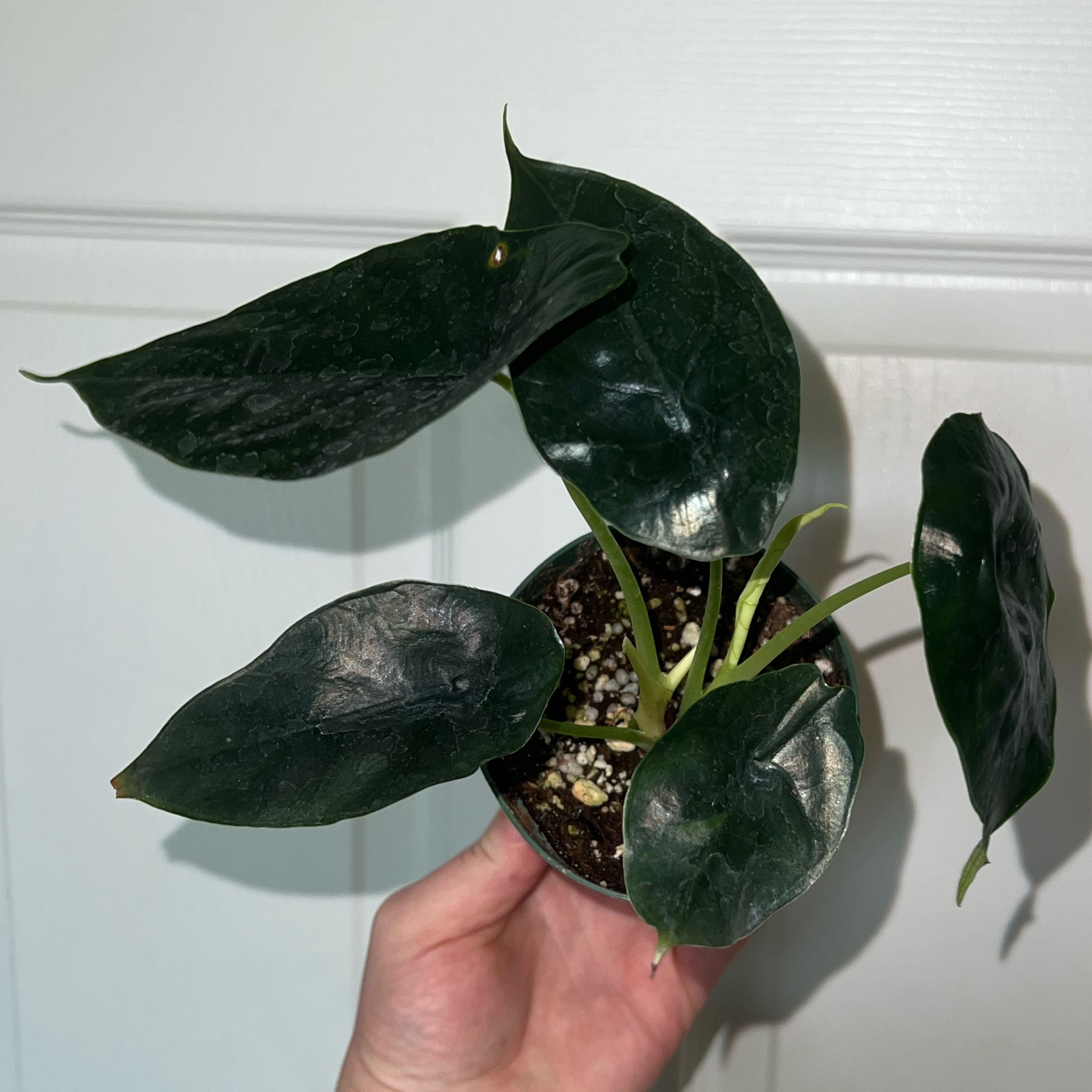 Photo of the plant species Green Unicorn by @MessyJessi named Your Plant on Greg, the plant care app