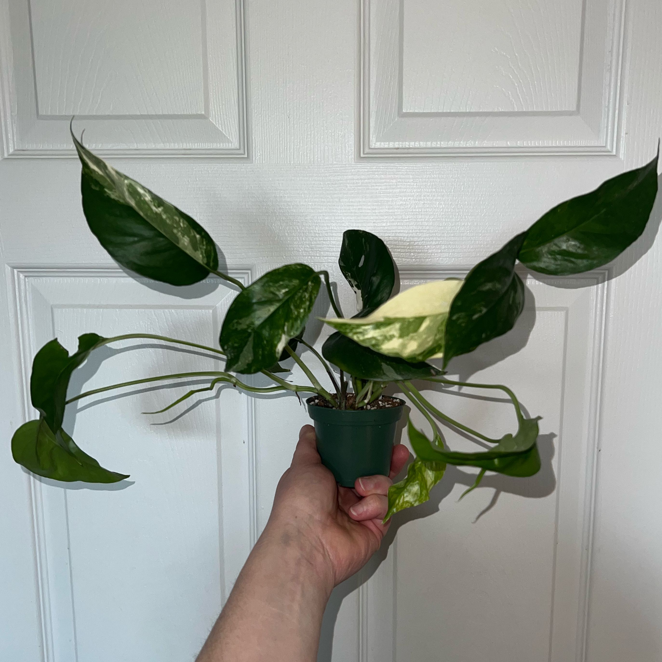 Photo of the plant species Albo Epipremnum Pinnatum by @MessyJessi named #2 on Greg, the plant care app
