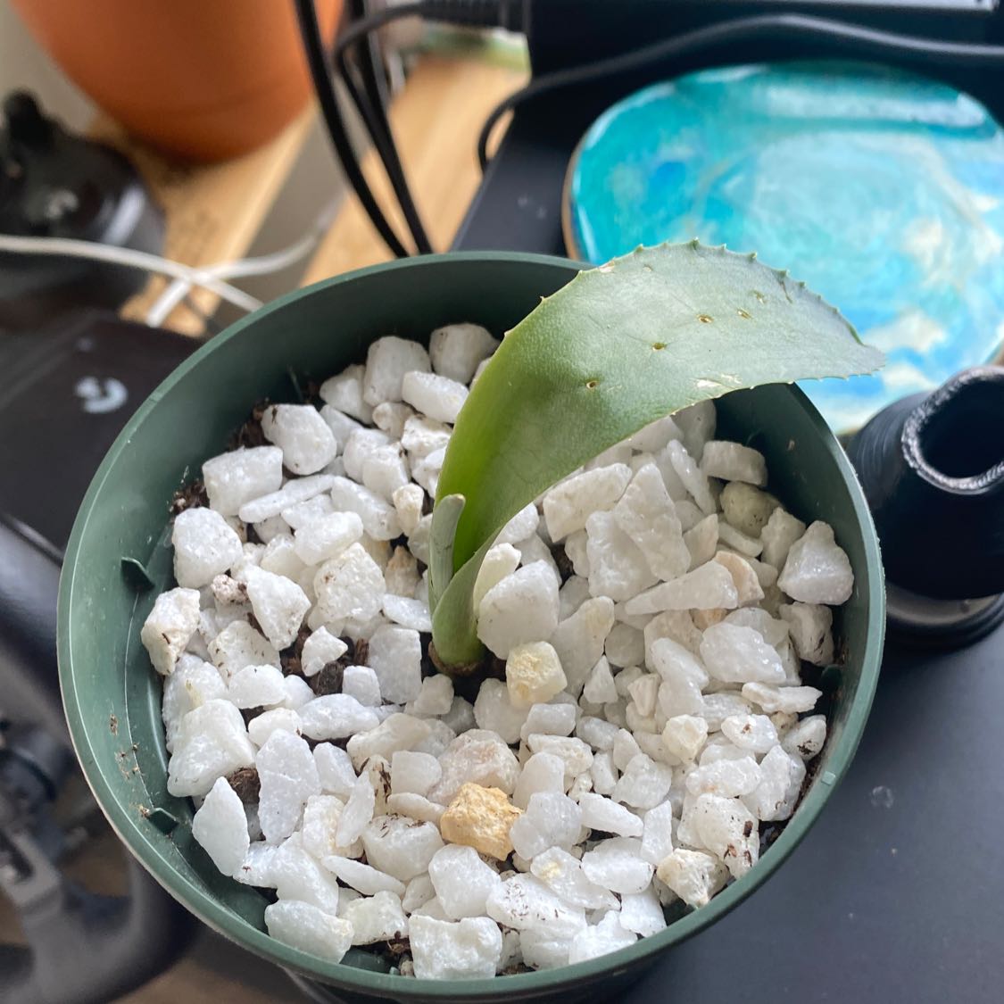Young Agave 'Blue Glow' plant in a pot with white gravel, indoors.