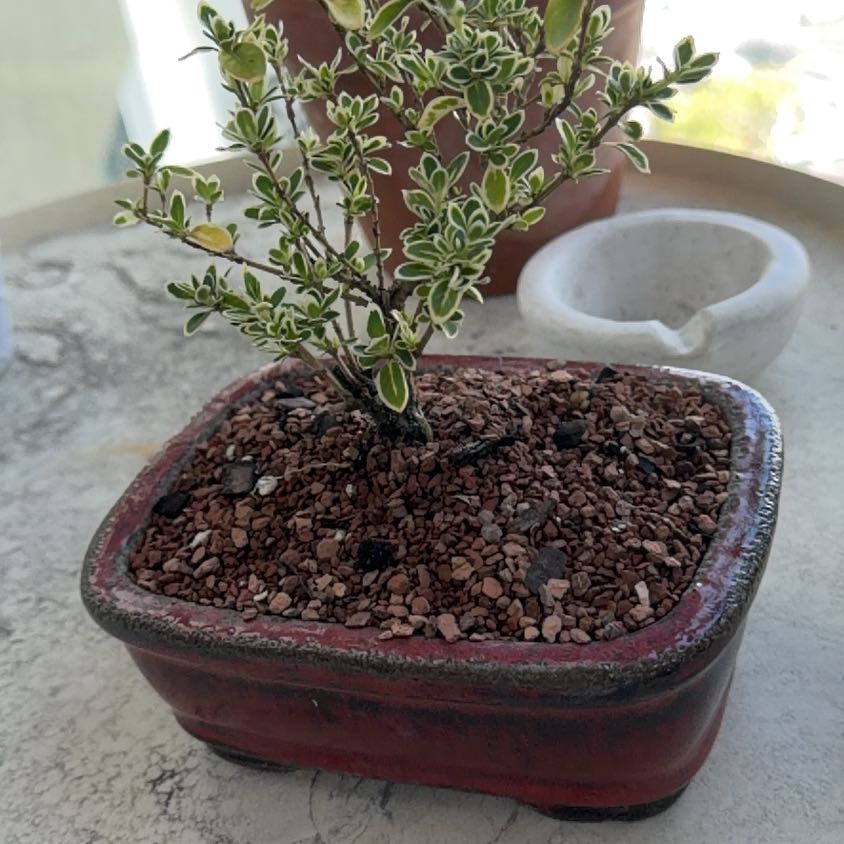 Photo of the plant species Variegated Dwarf Umbrella by @CivilMayten named Bonnie on Greg, the plant care app