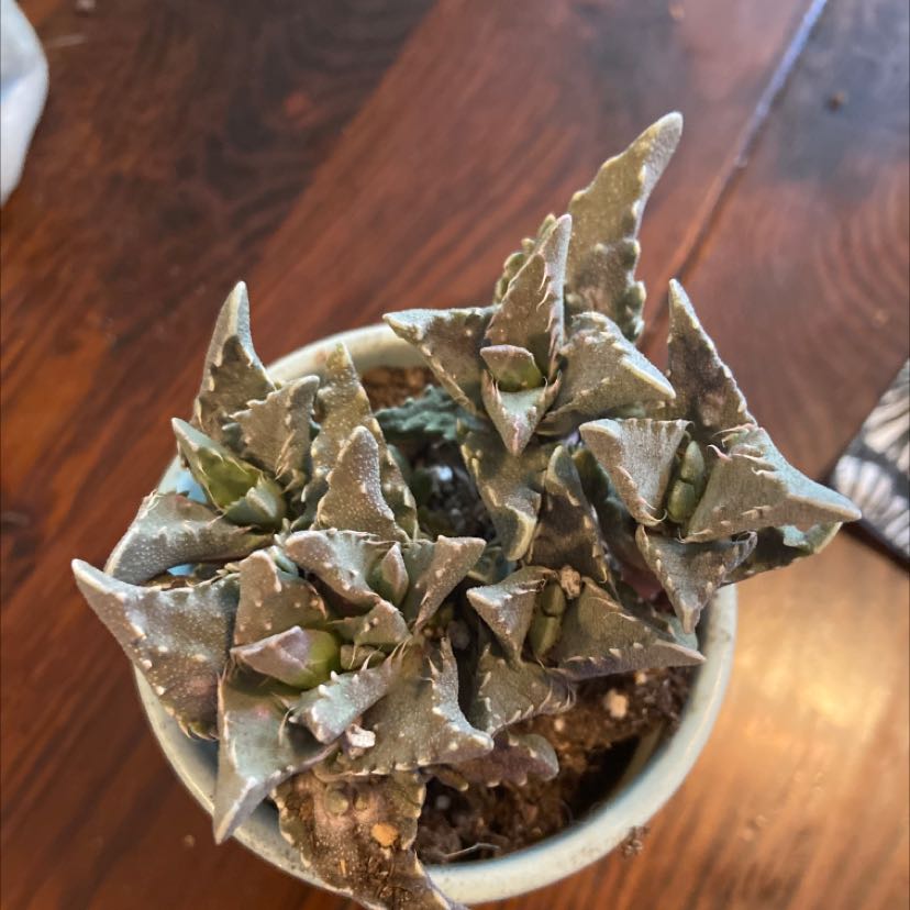 Pillow Feet Crinkle Leaf Plant in a small pot with thick, crinkled leaves.